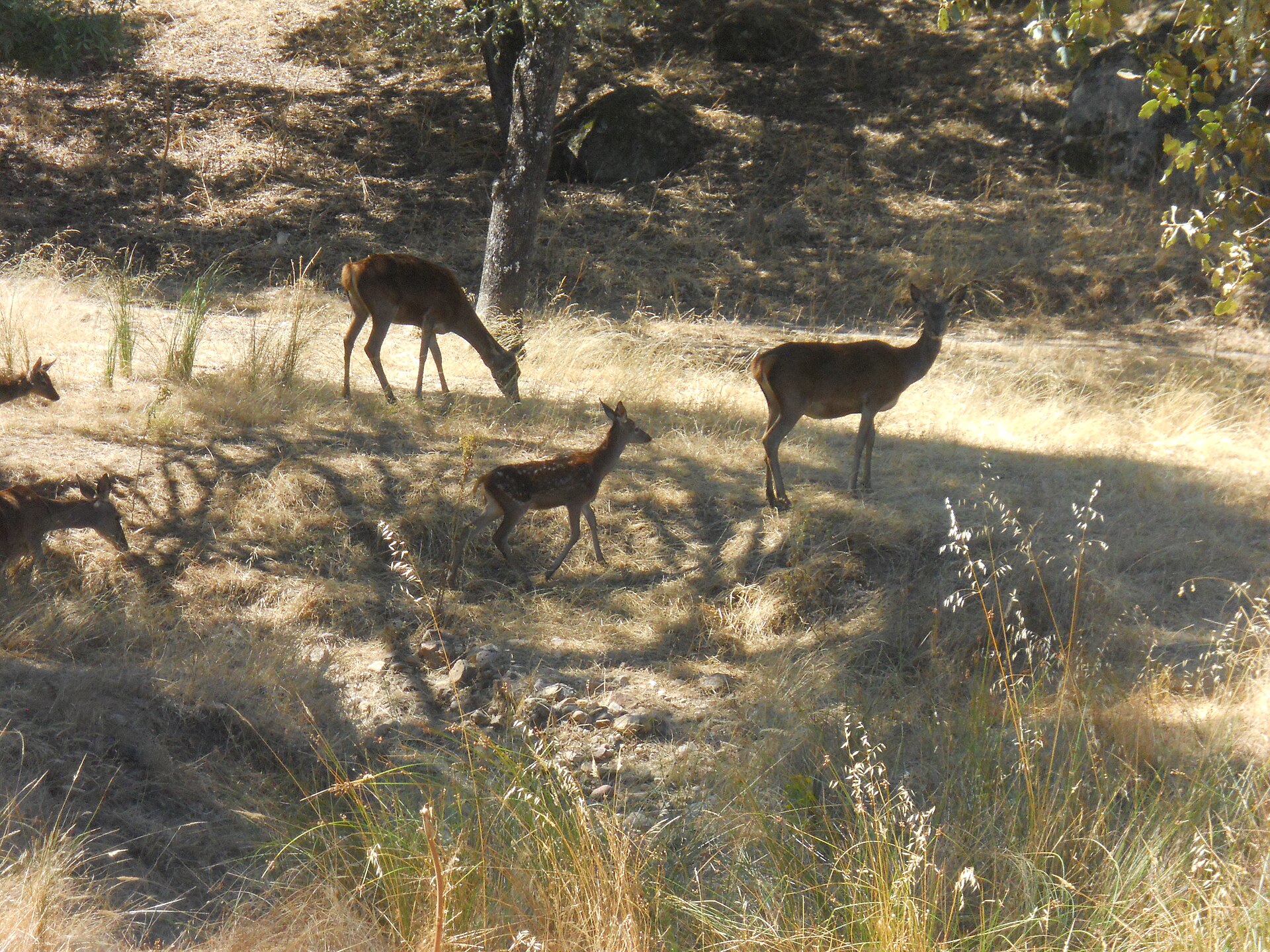 Iberian red deer in natural Mediterranean habitat