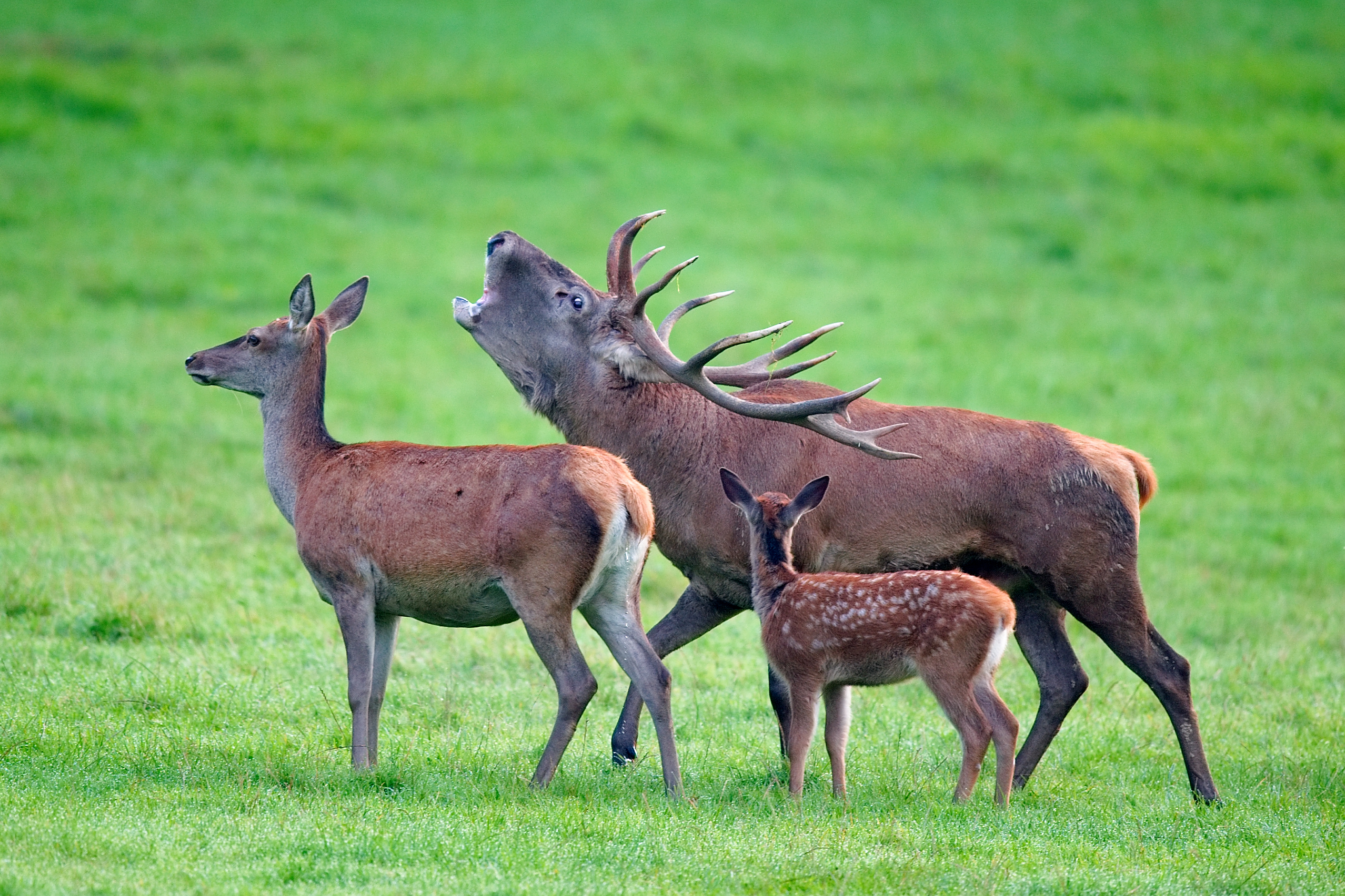 Three wild red deer in Freyr Forest, Belgium
