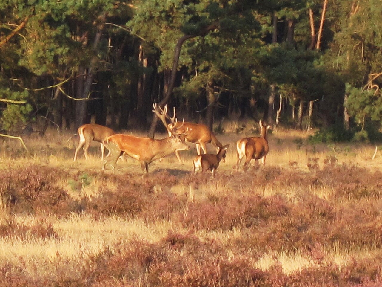 Red deer in the Veluwe, the Netherlands