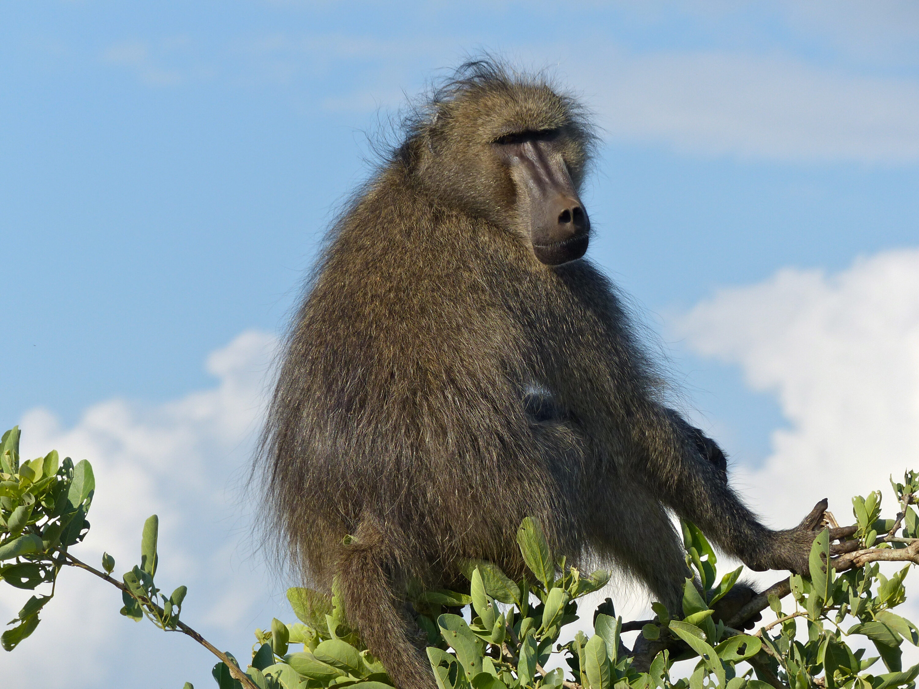 Male chacma baboon perched in vegetation at Sunset Dam, South Africa