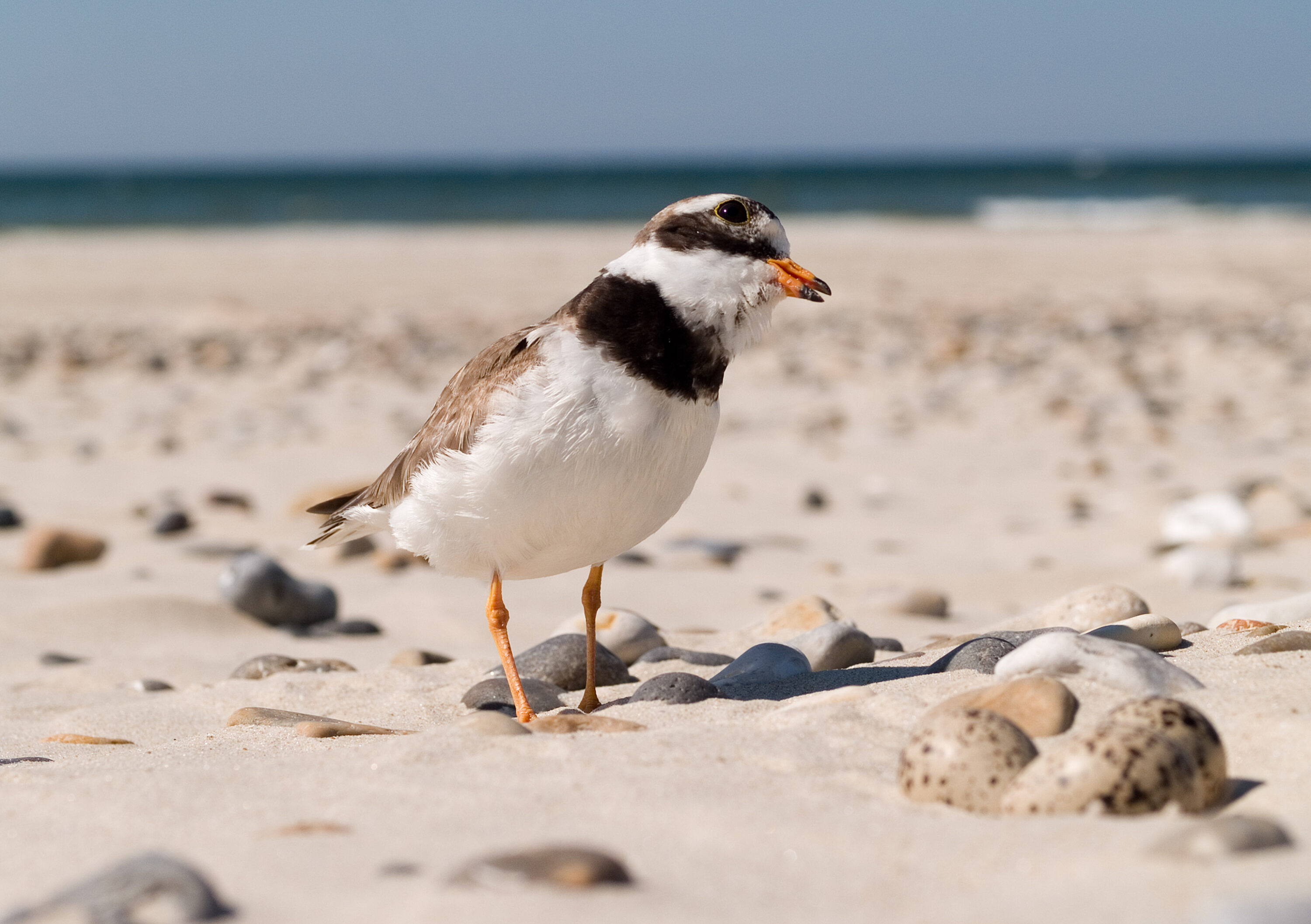 Common Ringed Plover beside four eggs in a ground nest