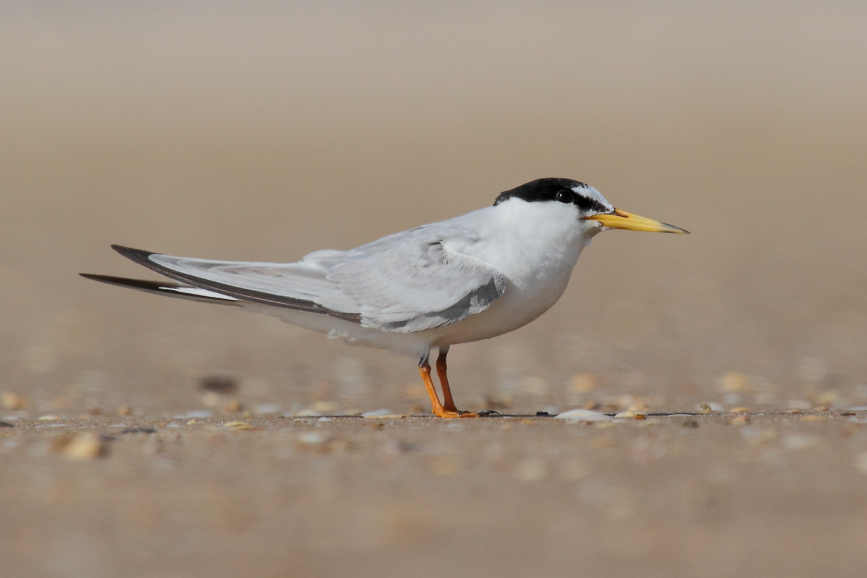 Little tern standing on a sandy shore in Bahía de Cádiz, Spain