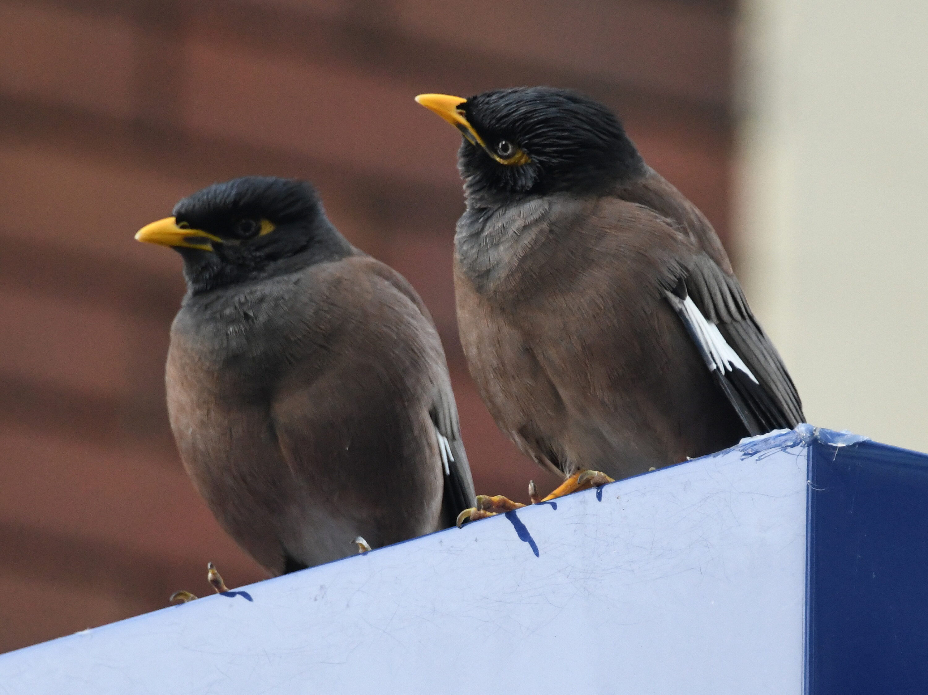 Two common mynas in Chatswood, Sydney