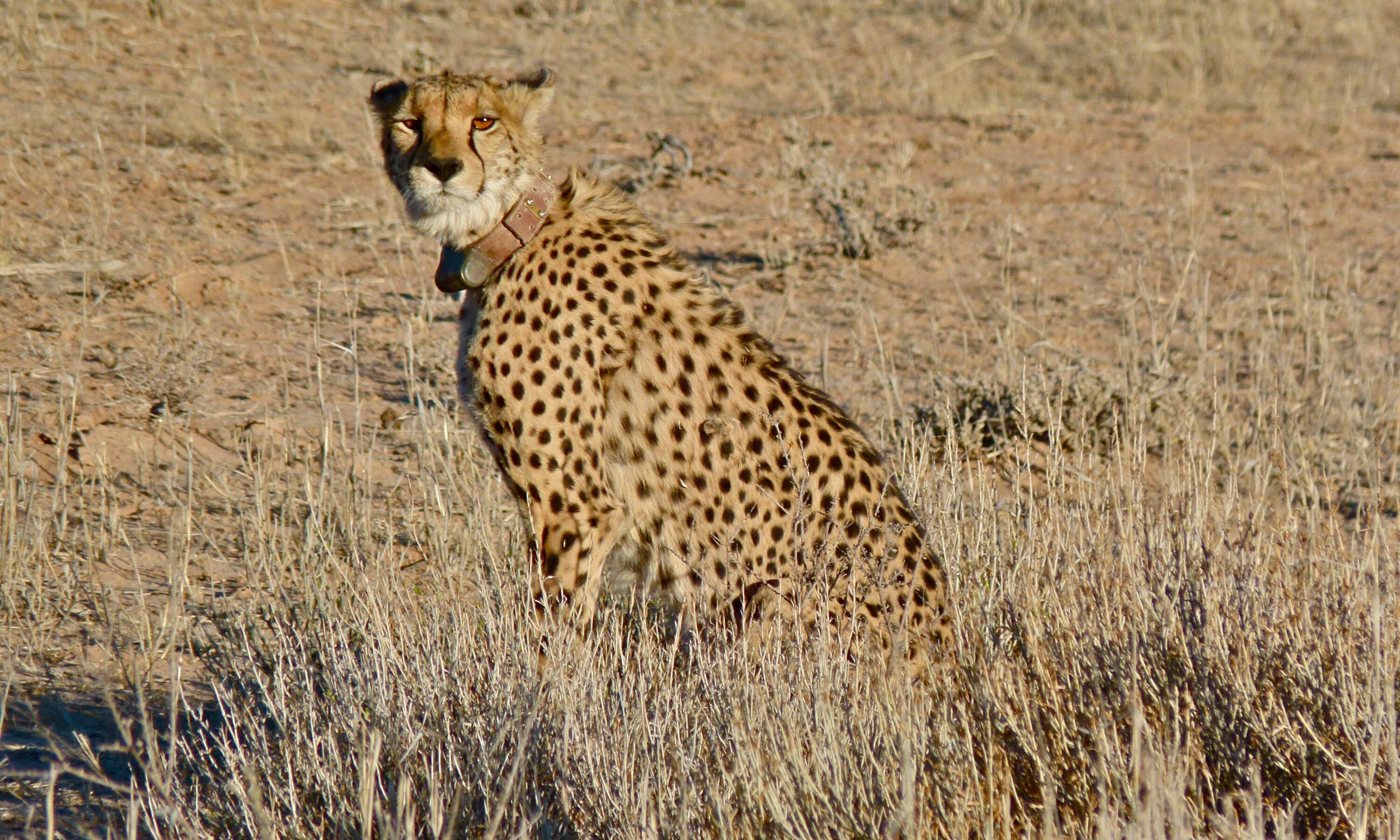 Collared female cheetah sitting in dry grass in South Africa