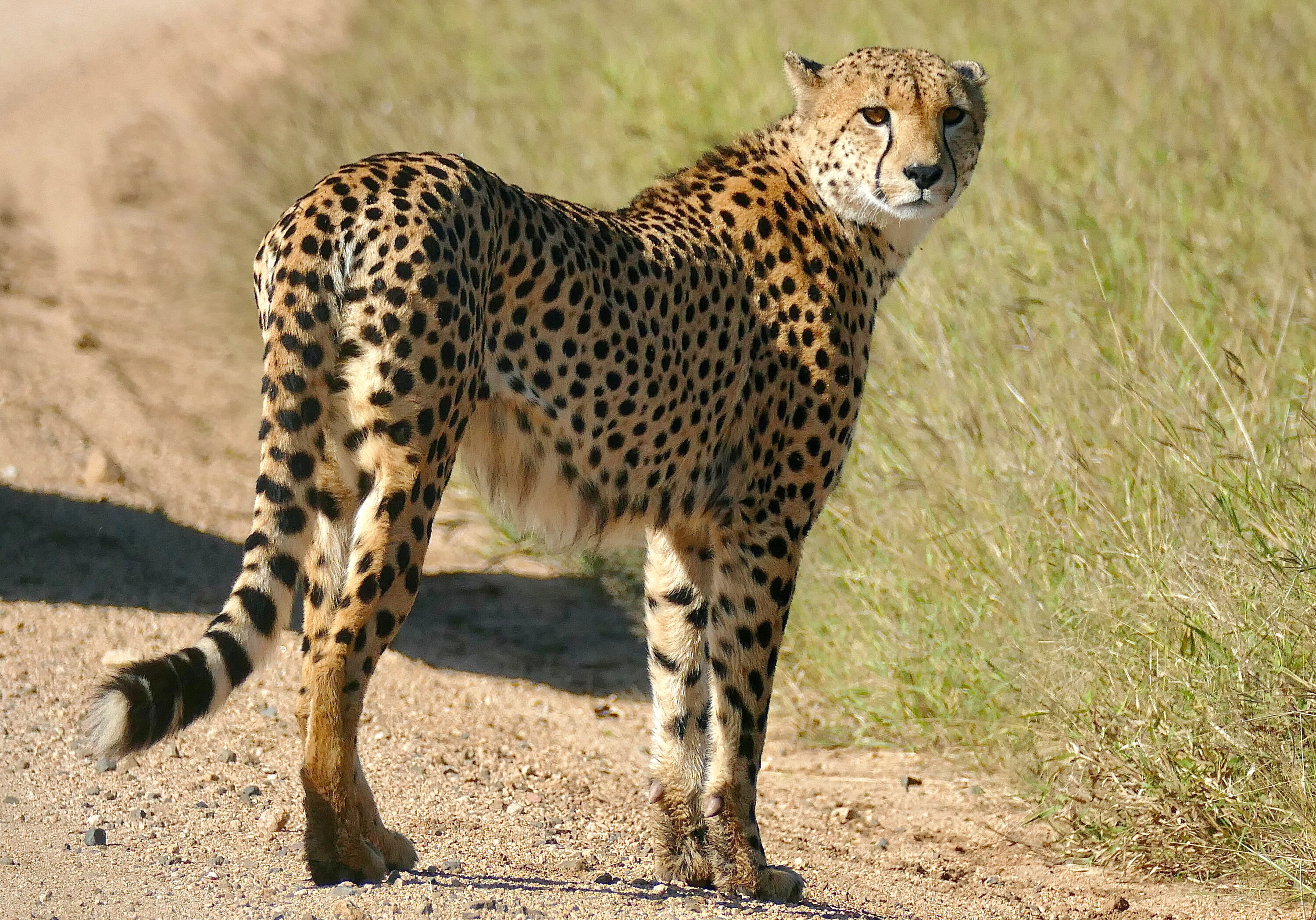 Adult male cheetah standing in Kruger National Park