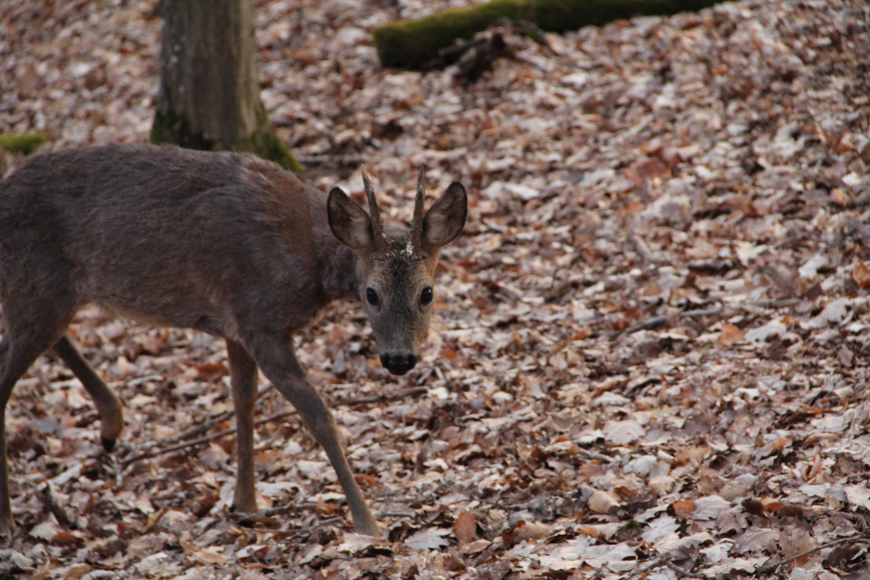 Male European roe deer in woodland in France