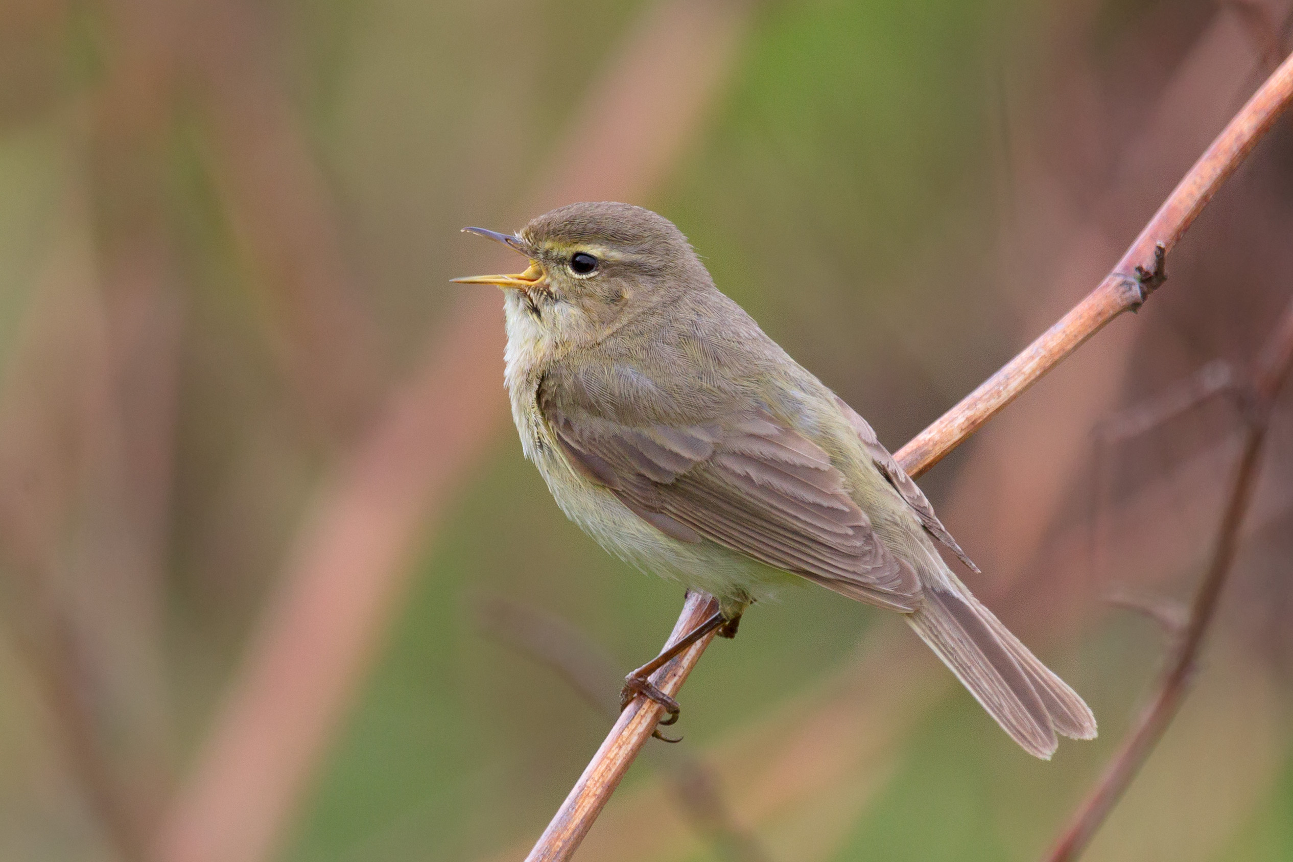 Common chiffchaff singing from a slender perch