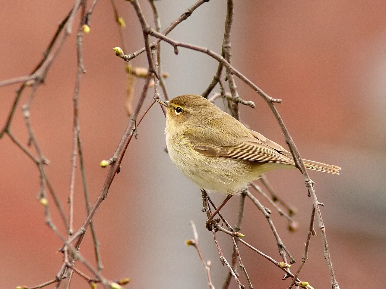 Common chiffchaff perched in a birch tree