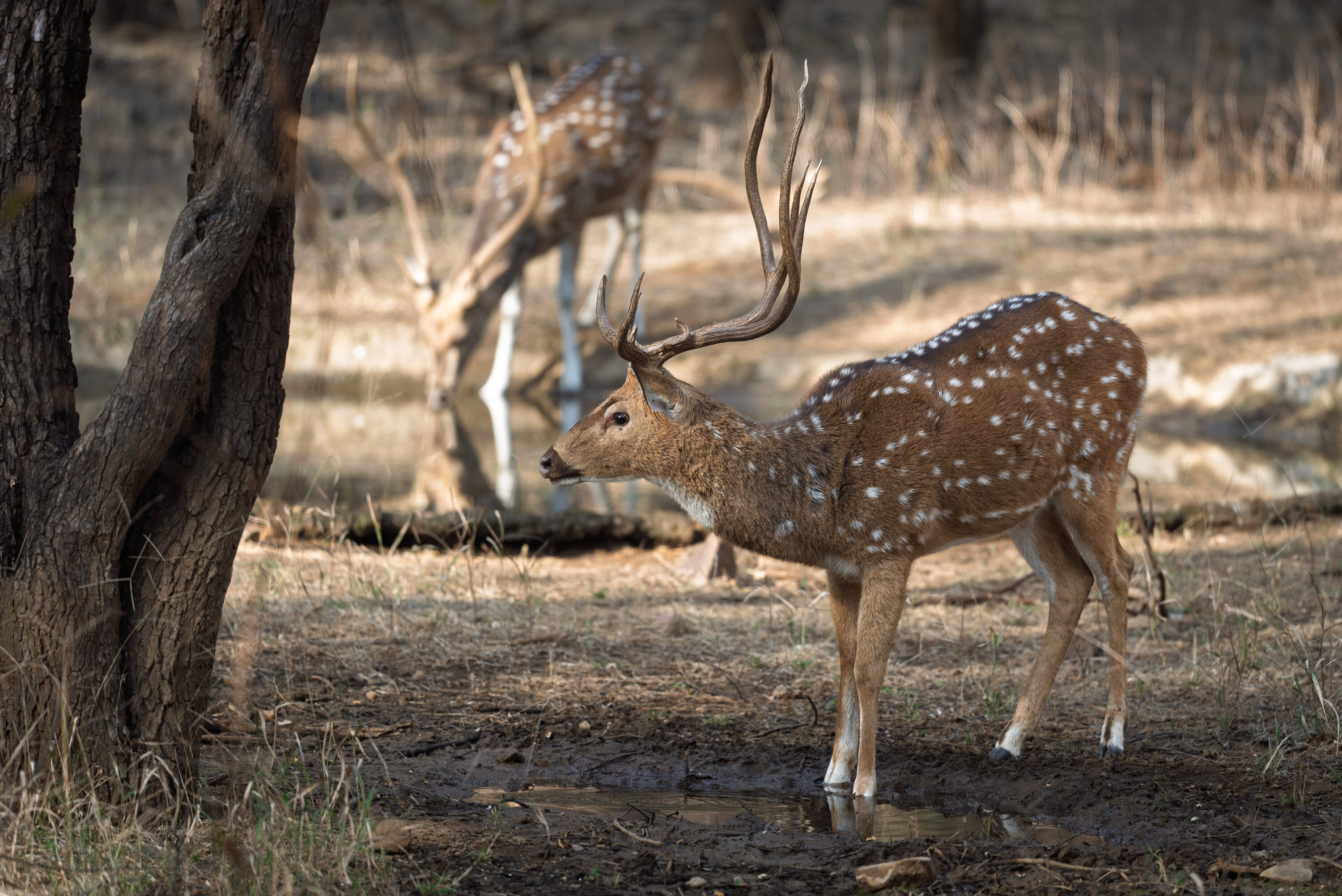 Male chital in Ranthambore National Park, India