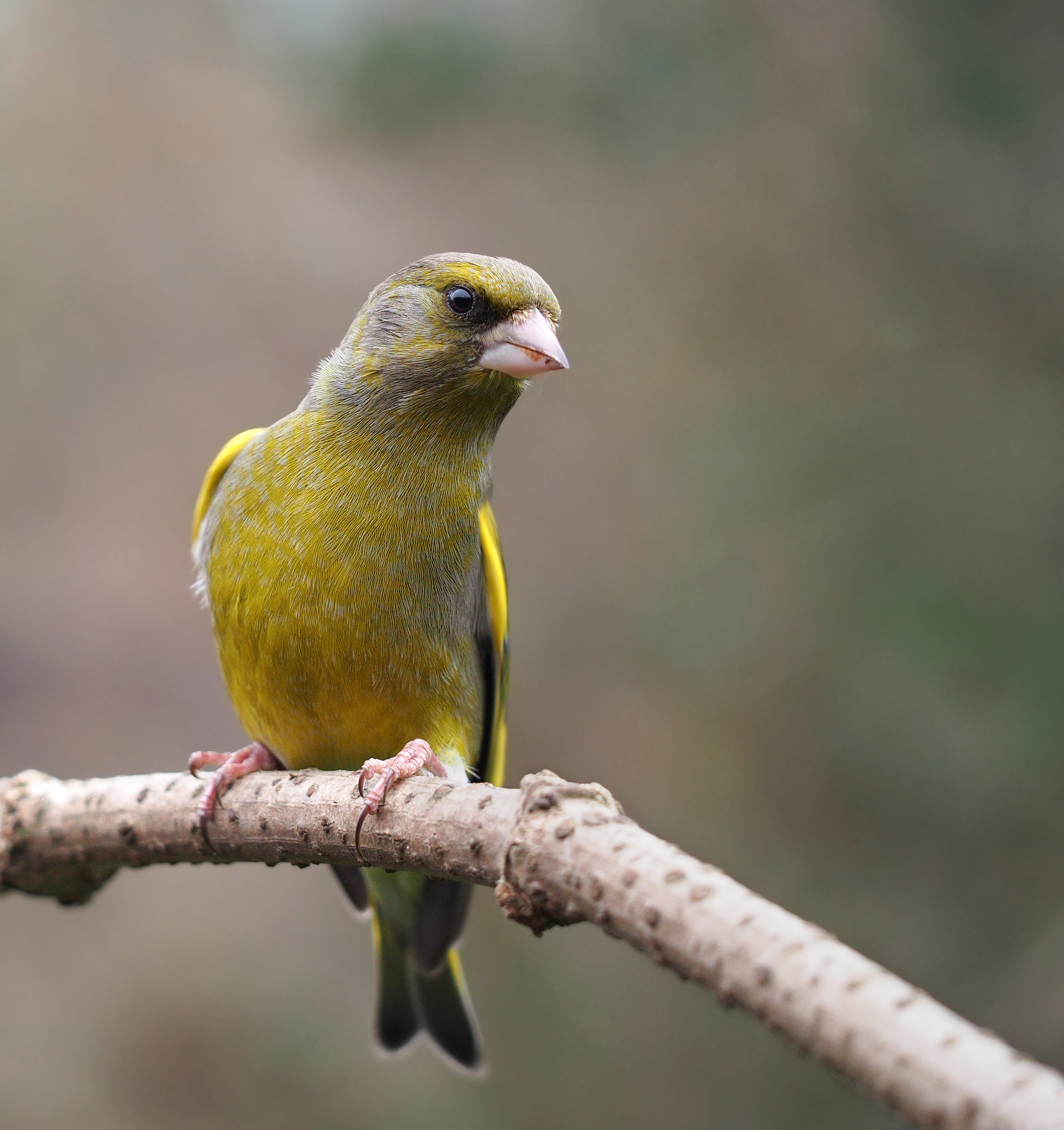 European greenfinch perched on a branch