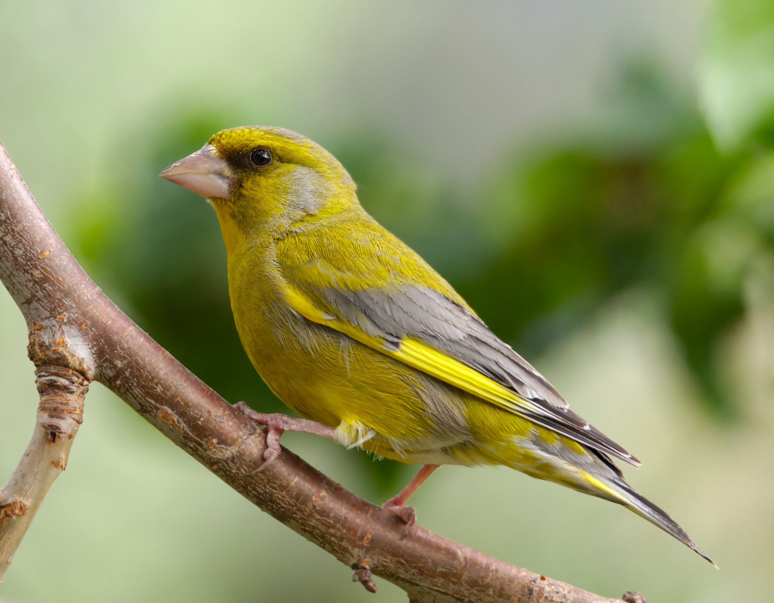Male European greenfinch perched on a branch