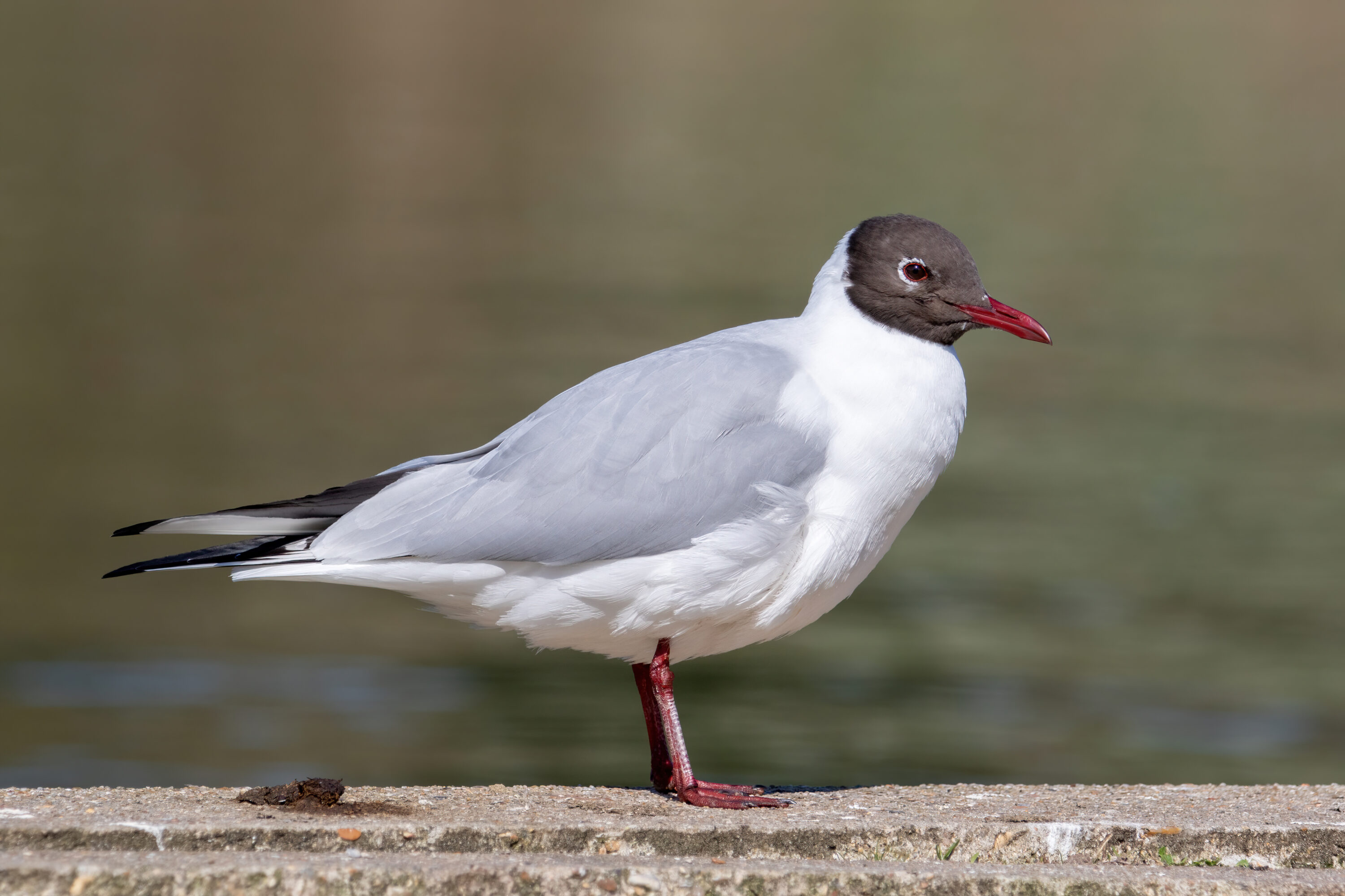 Black-headed gull in breeding plumage