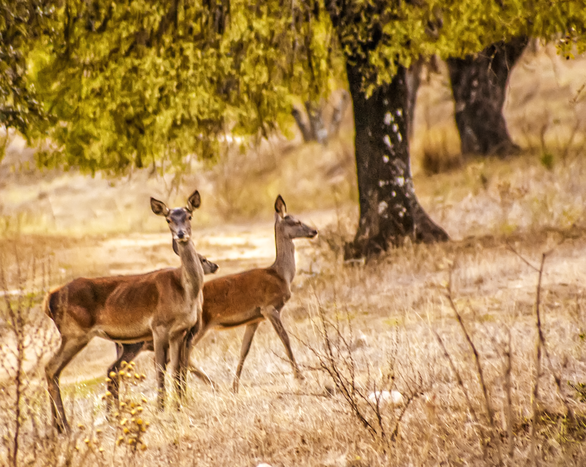 Female Iberian red deer near the Río Jándula in Sierra de Andújar Natural Park, Spain