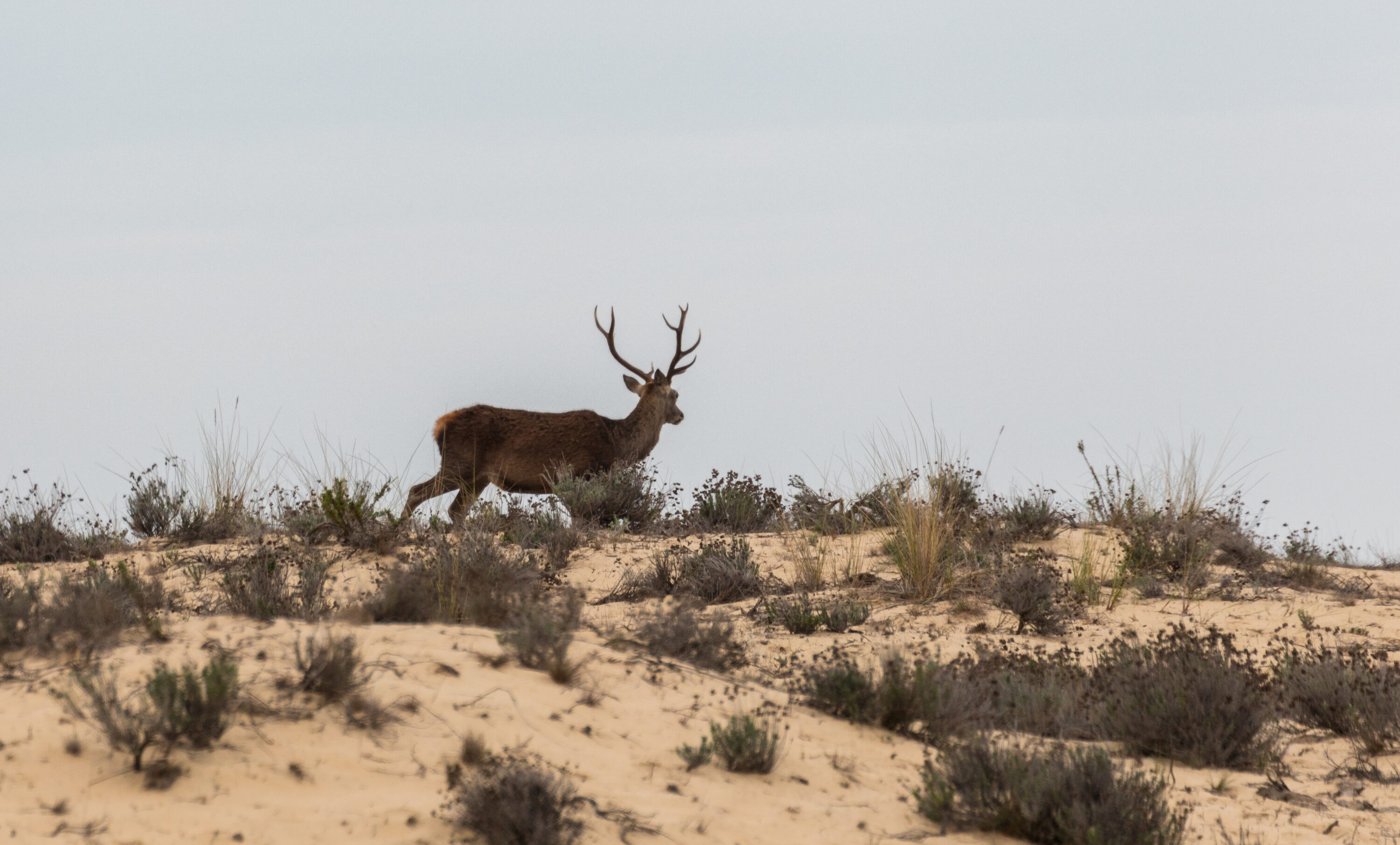 Red deer in Doñana, Spain