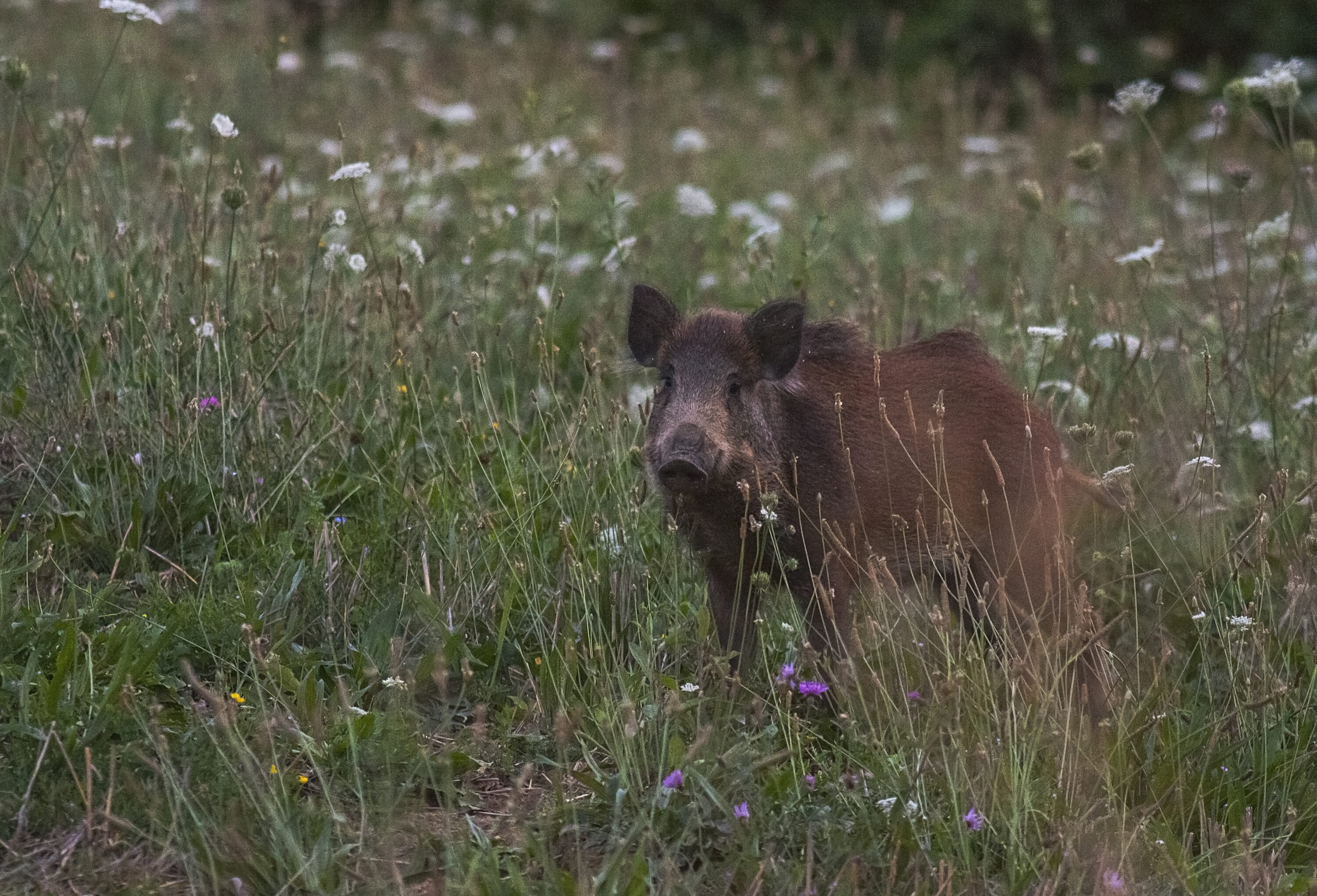 Wild boar among flowers in Salse di Nirano Natural Reserve, Italy