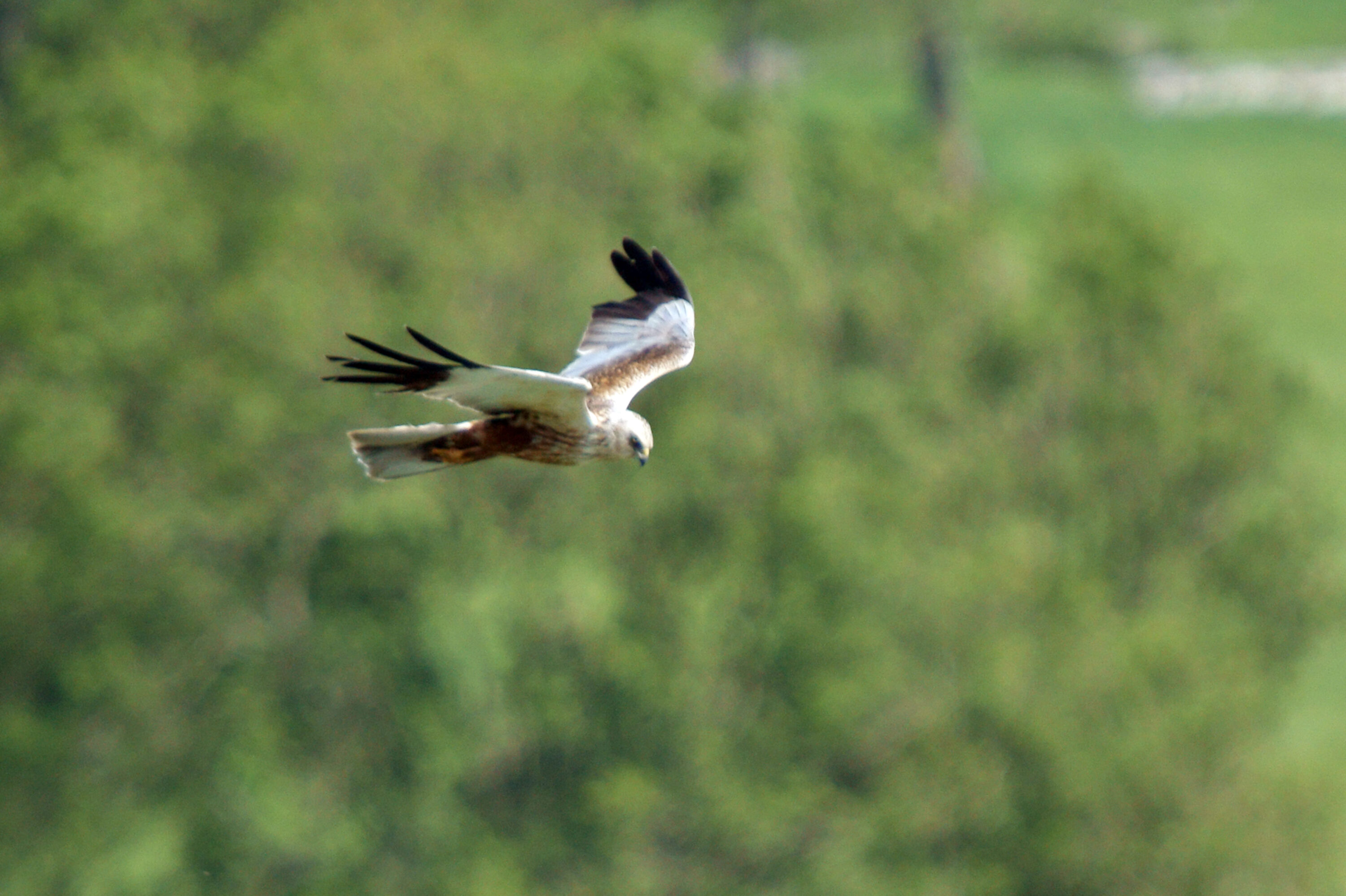 Male western marsh harrier in flight