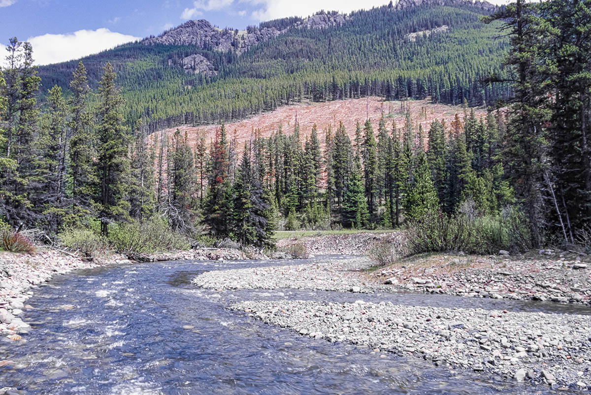 Clearcut forest landscape in Kananaskis Country, Alberta, Canada