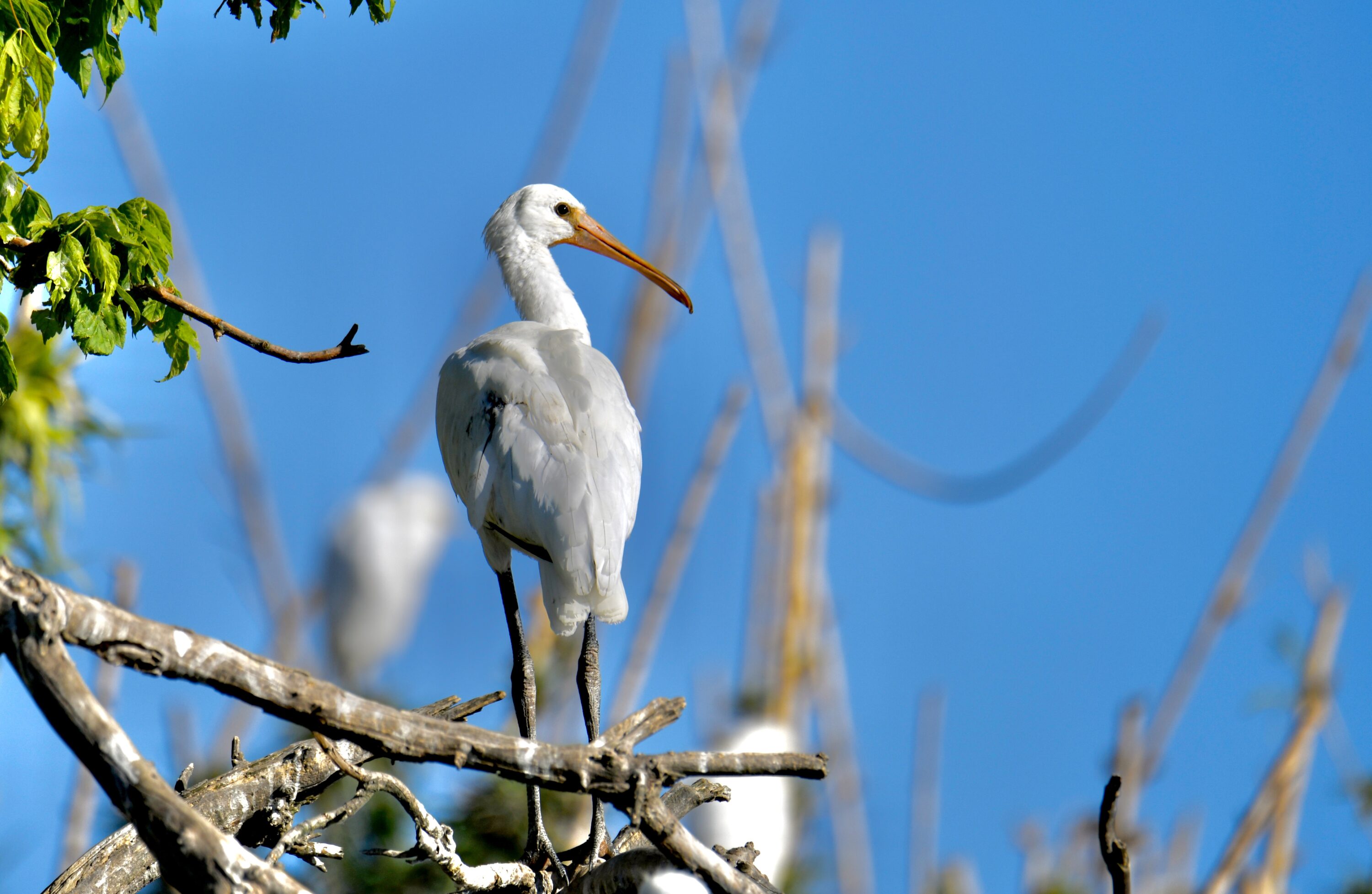 Juvenile Eurasian Spoonbill standing in wetland habitat in Portugal