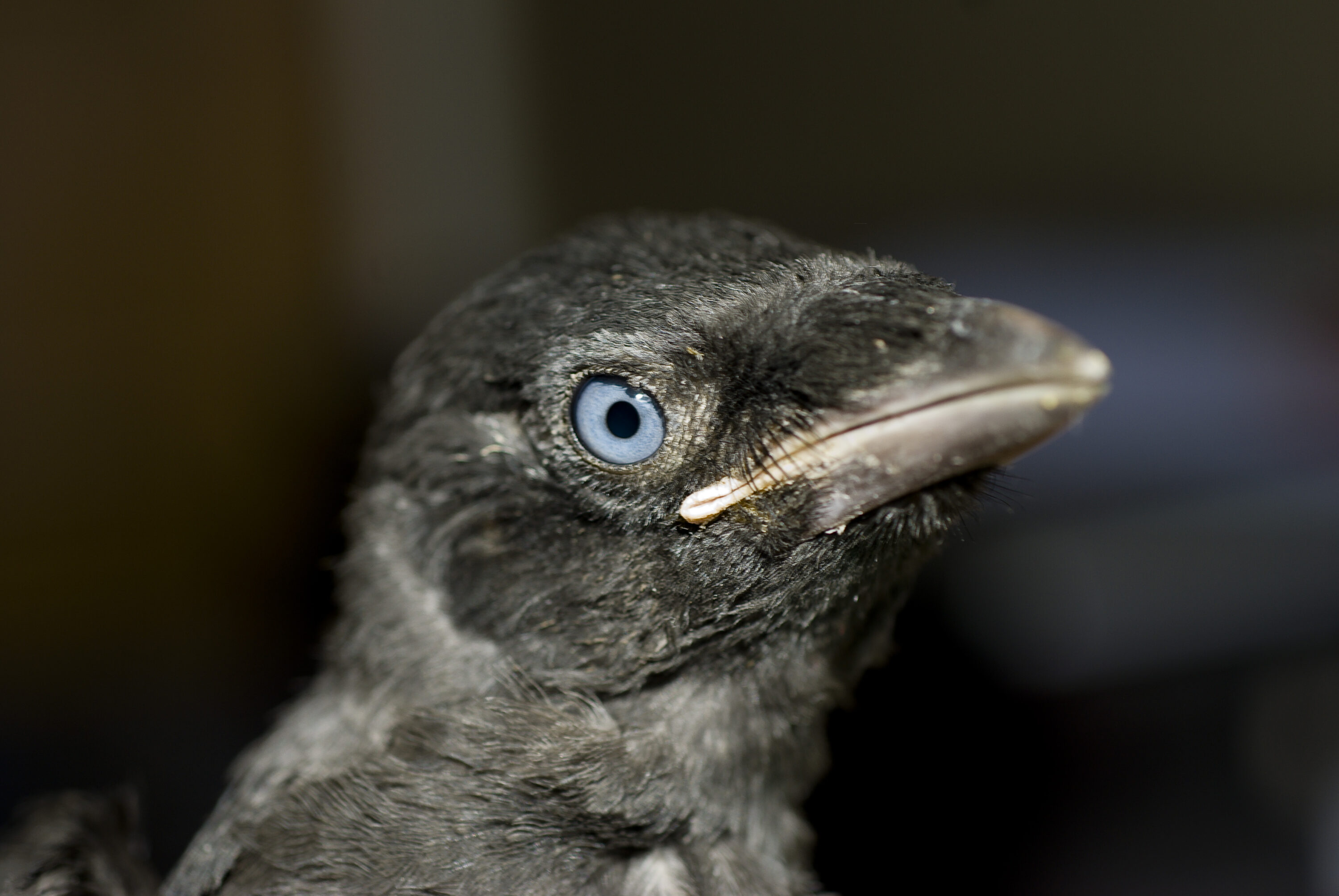 Juvenile Eurasian jackdaw in Newcastle upon Tyne, England