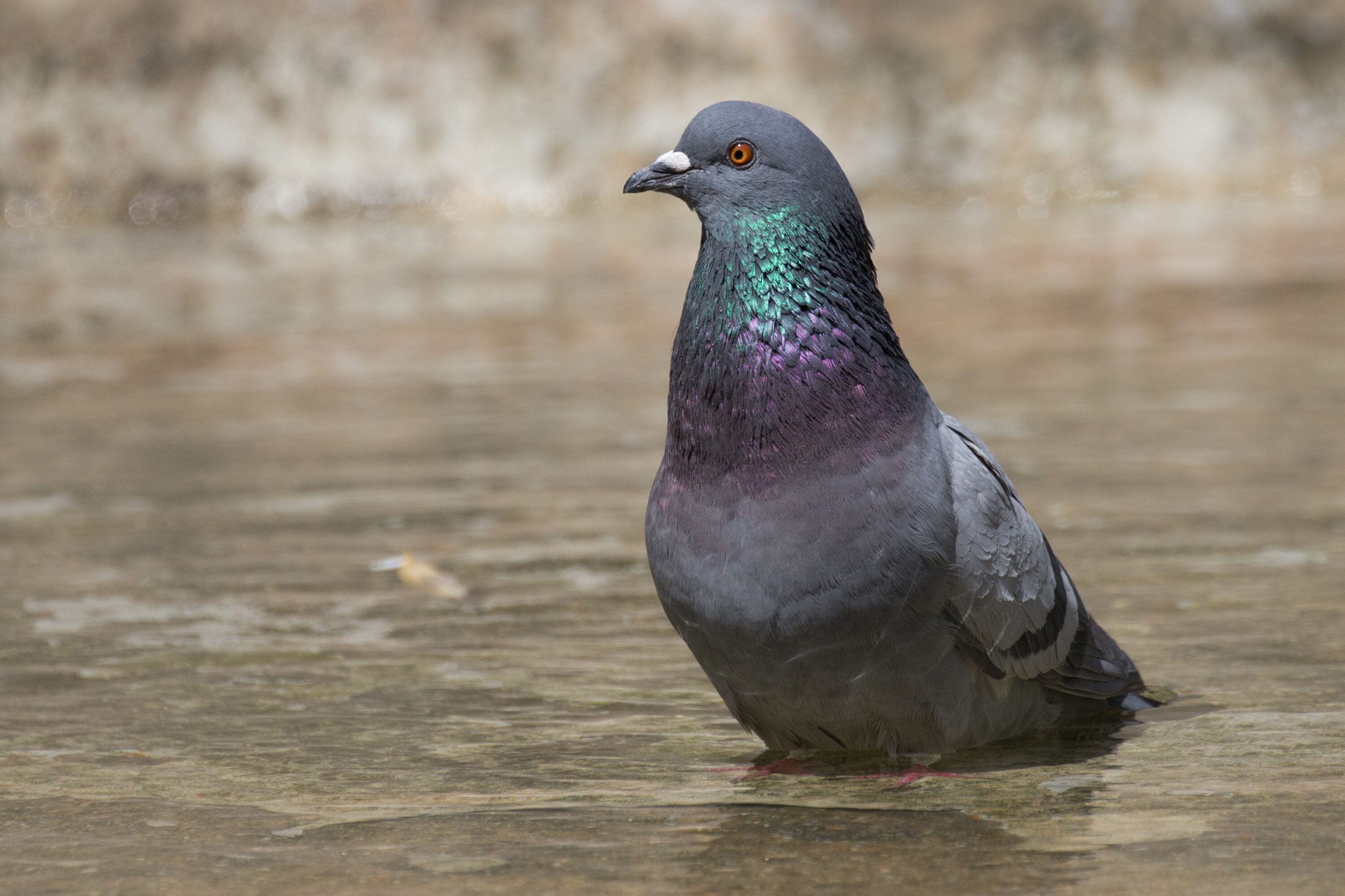 Rock dove standing in shallow water at Retiro Park, Madrid