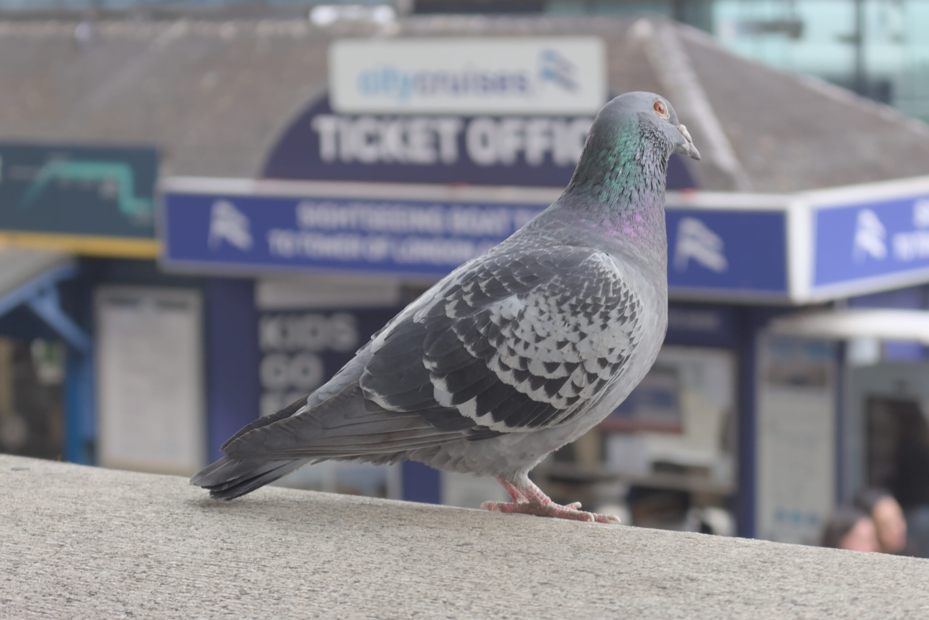 Feral pigeon standing on a stone ledge