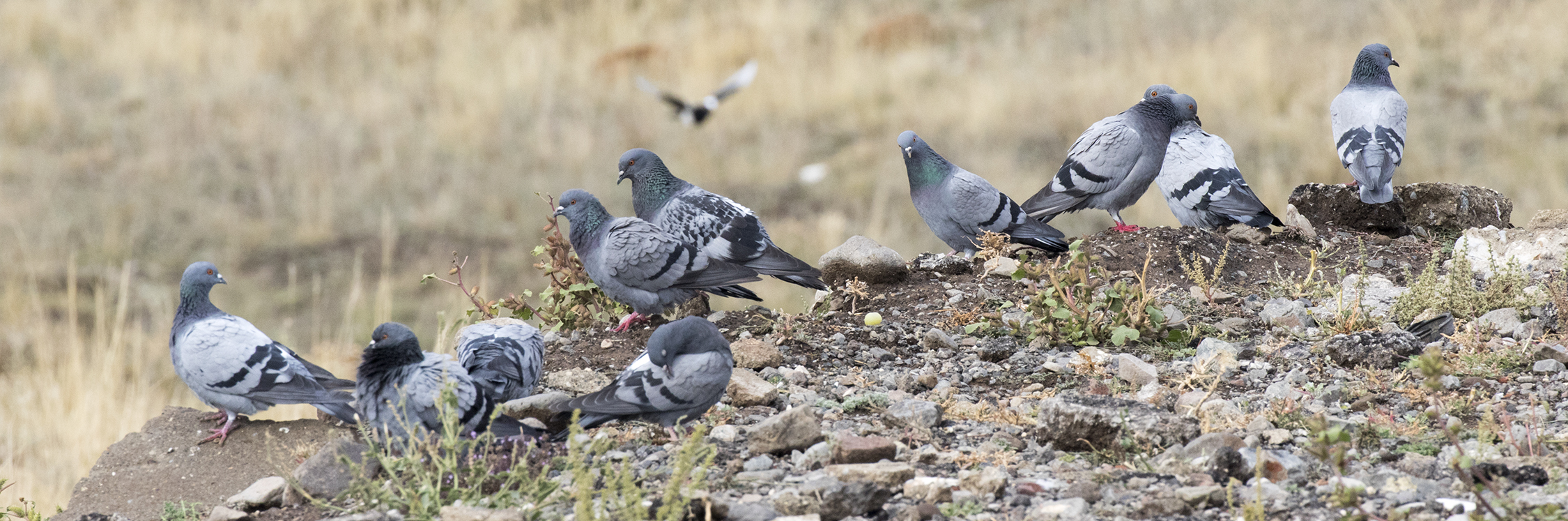 Flock of rock doves standing on rocky ground in Erzurum, Turkey