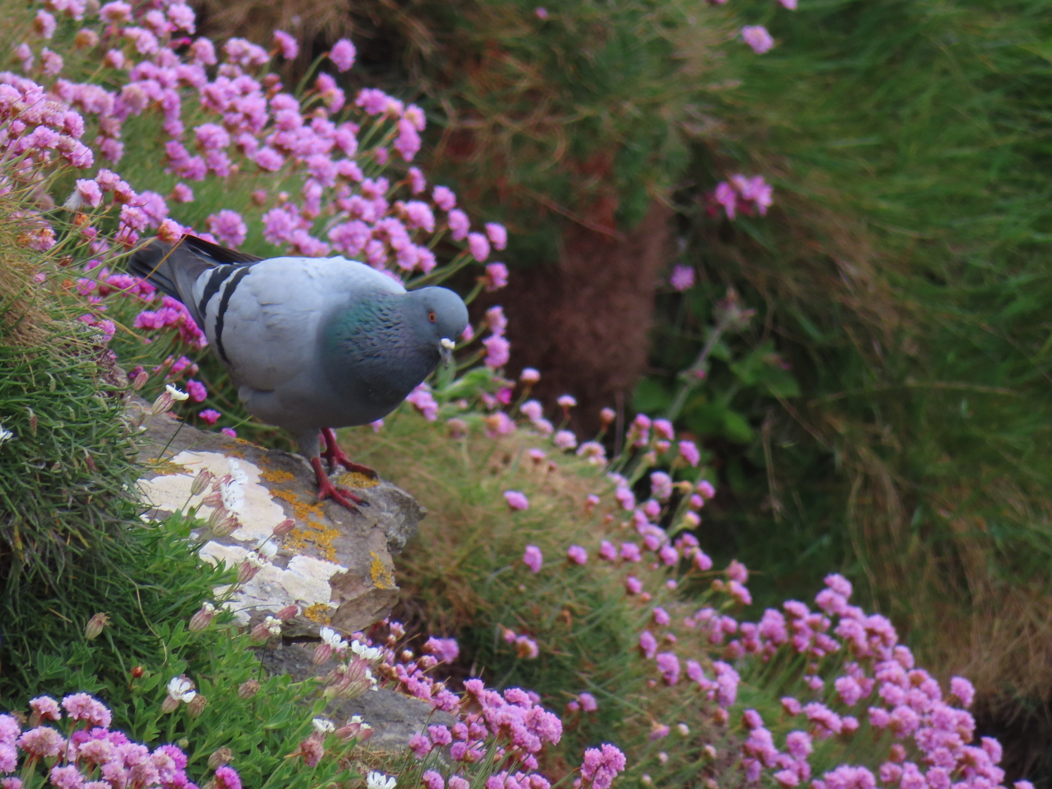 Wild rock dove among sea pink flowers at Duncansby Head in Scotland