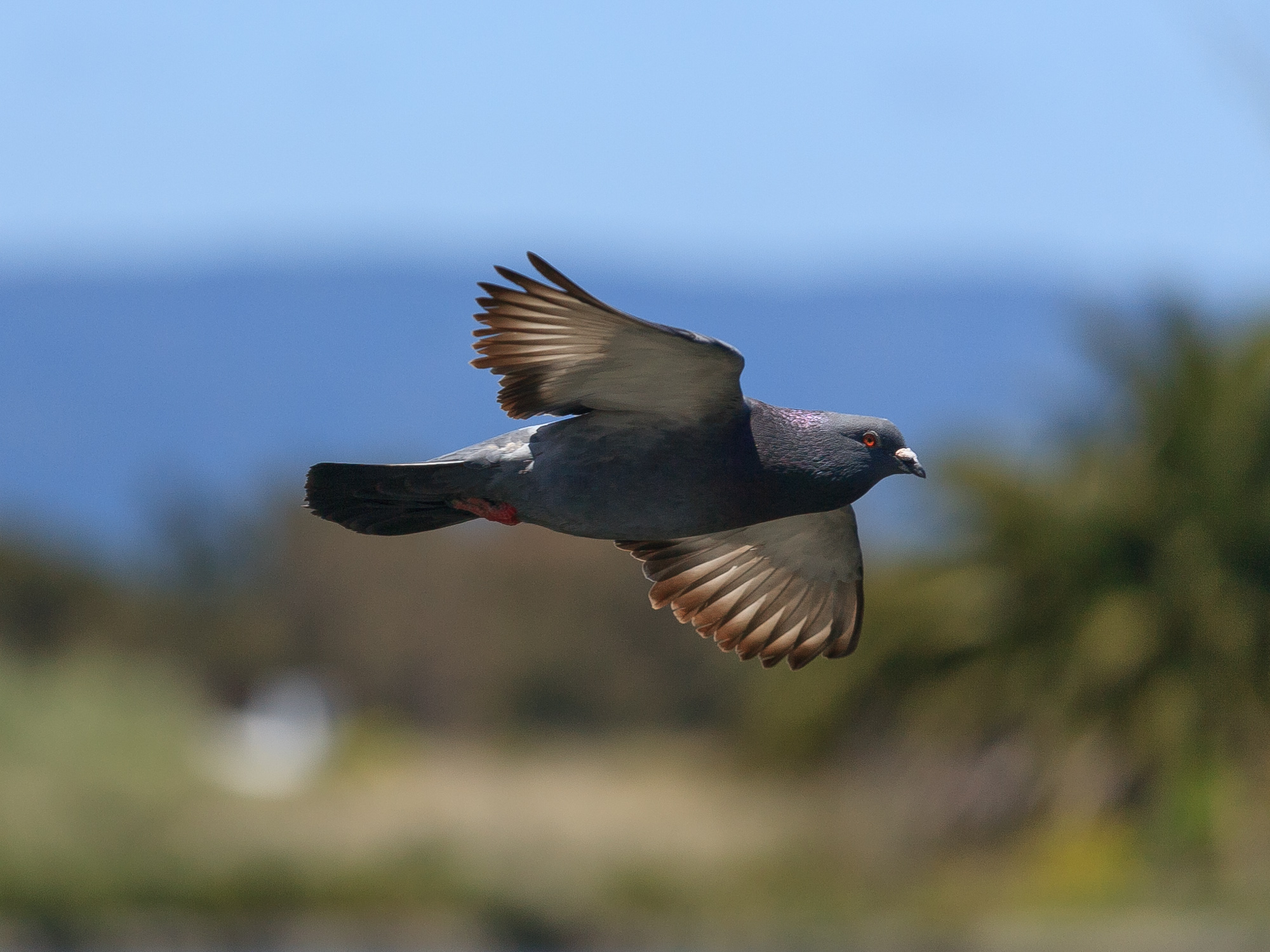 Rock pigeon flying against a blurred natural background