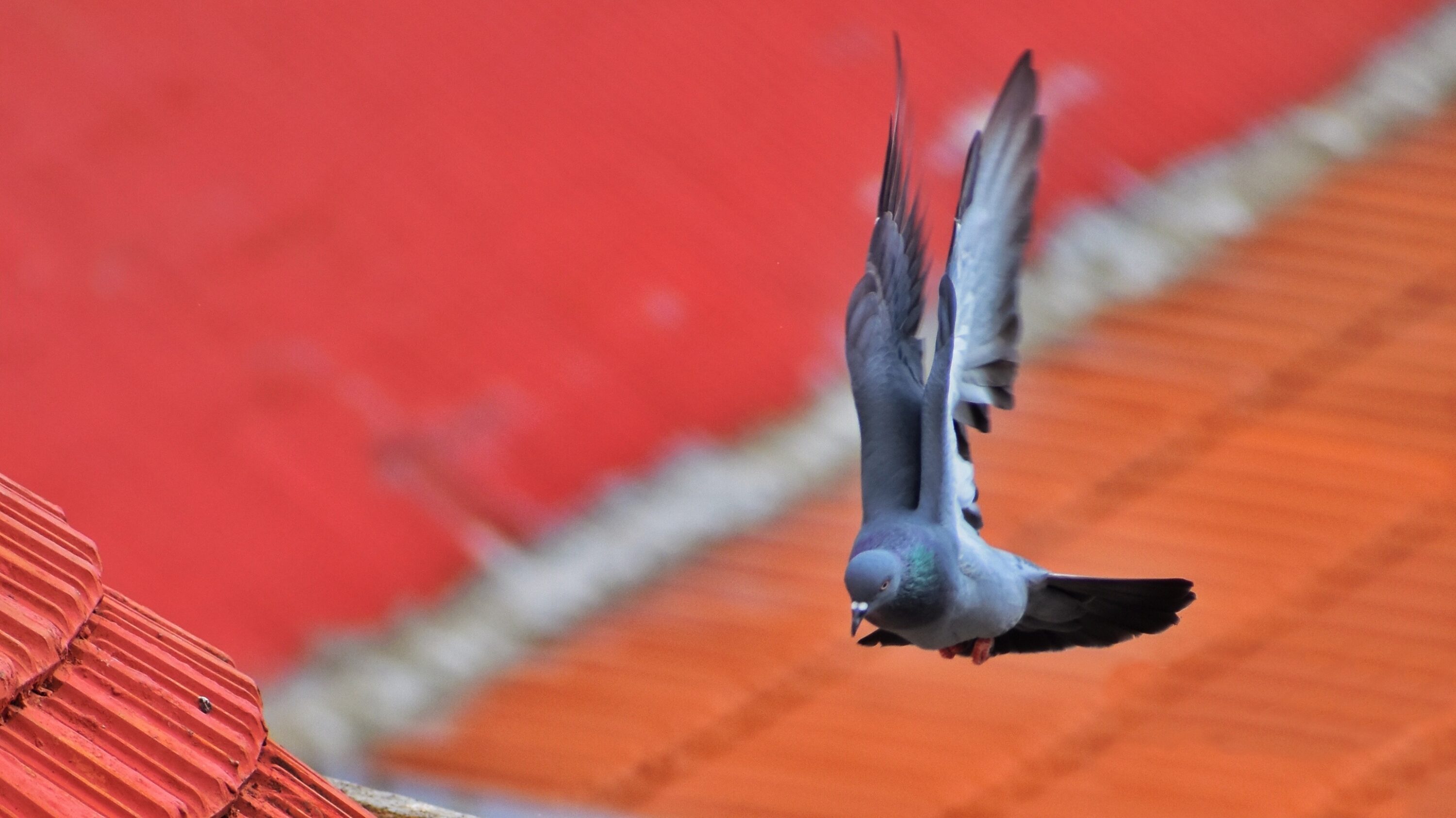 Feral pigeon in flight over red roofs