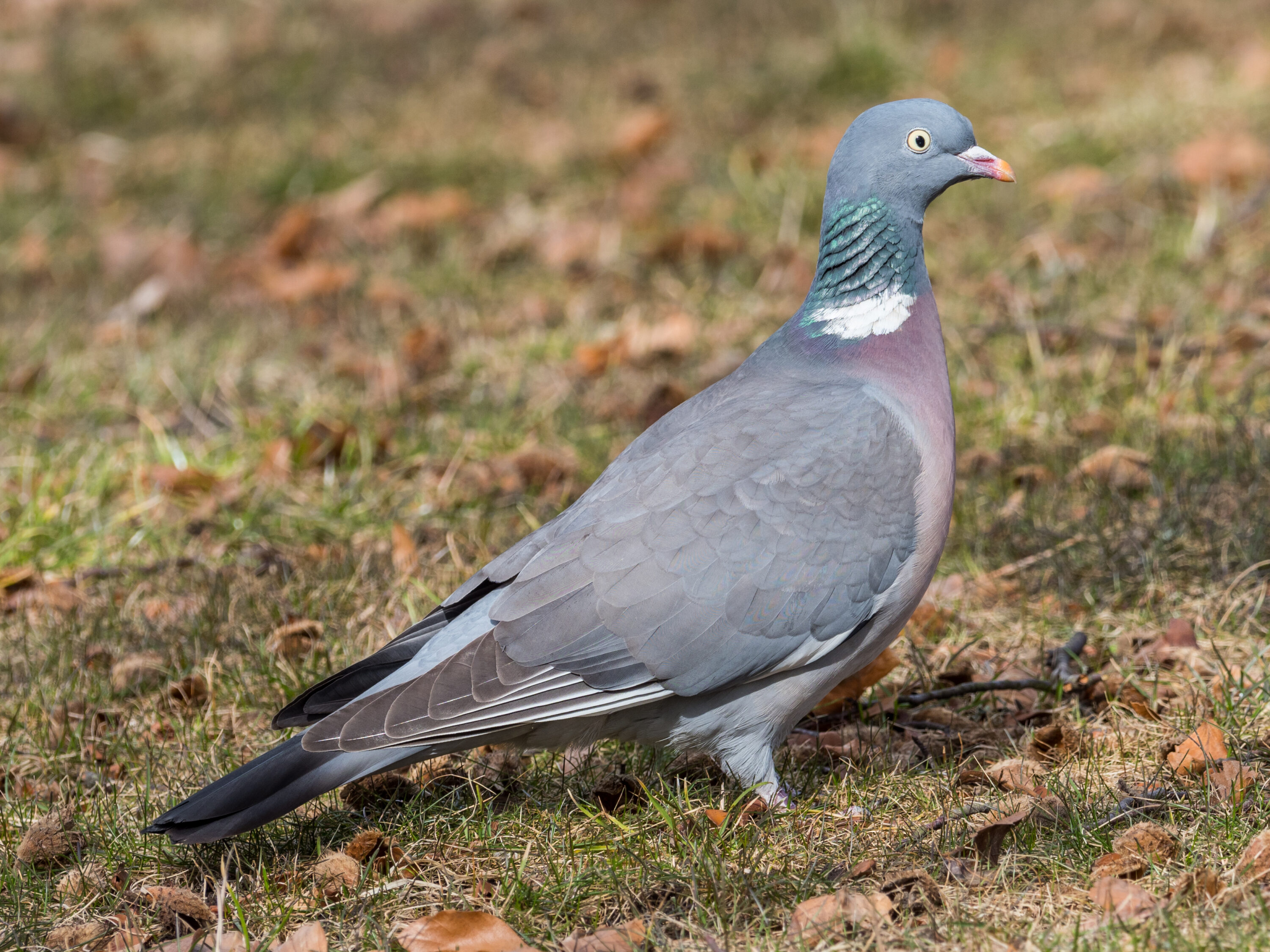 Common wood pigeon standing on the ground