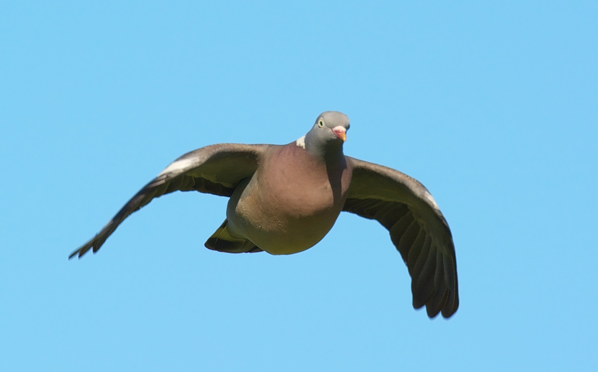 Common Wood-Pigeon in flight with wings spread