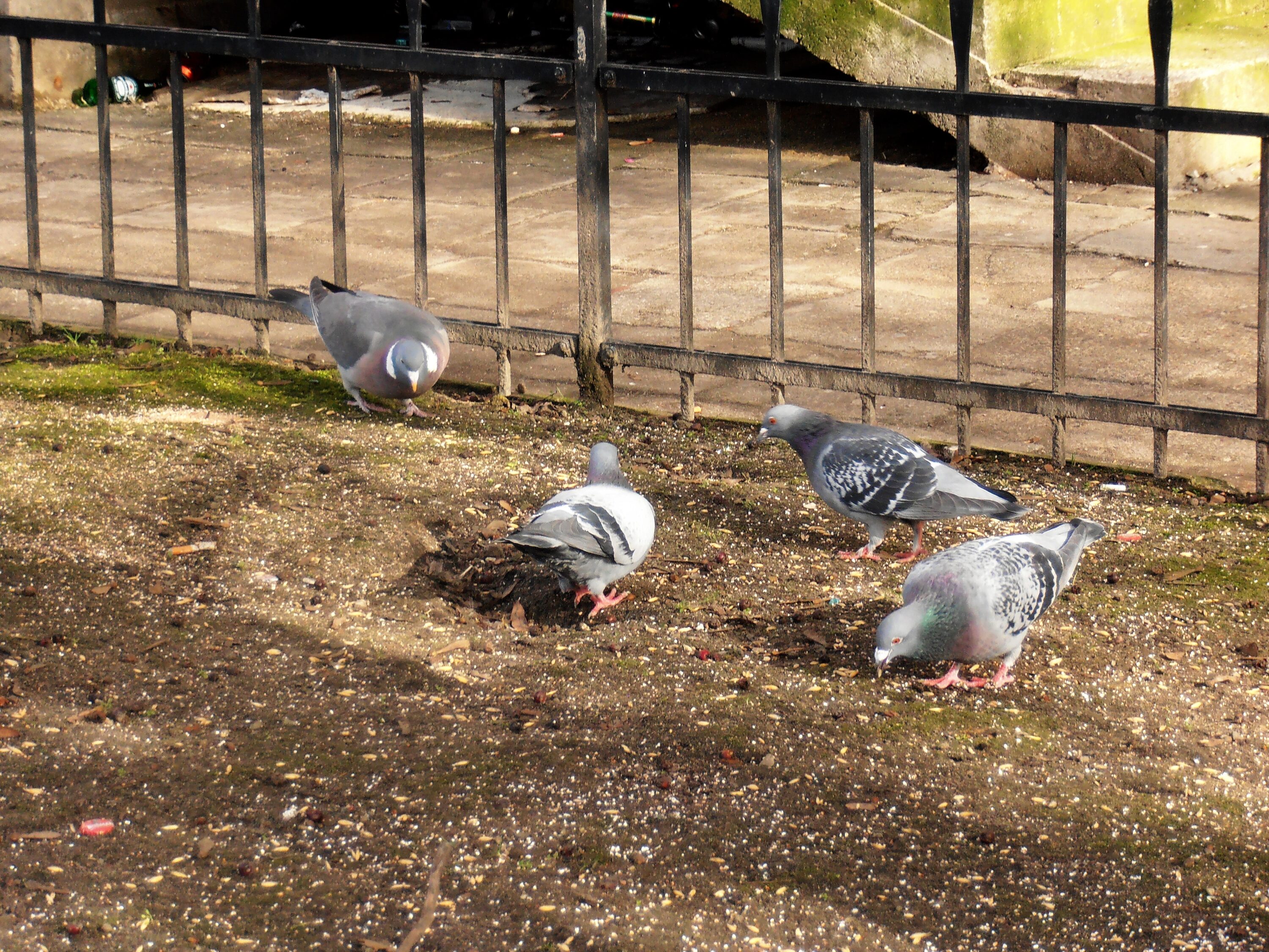 Common wood pigeon and rock dove standing near each other