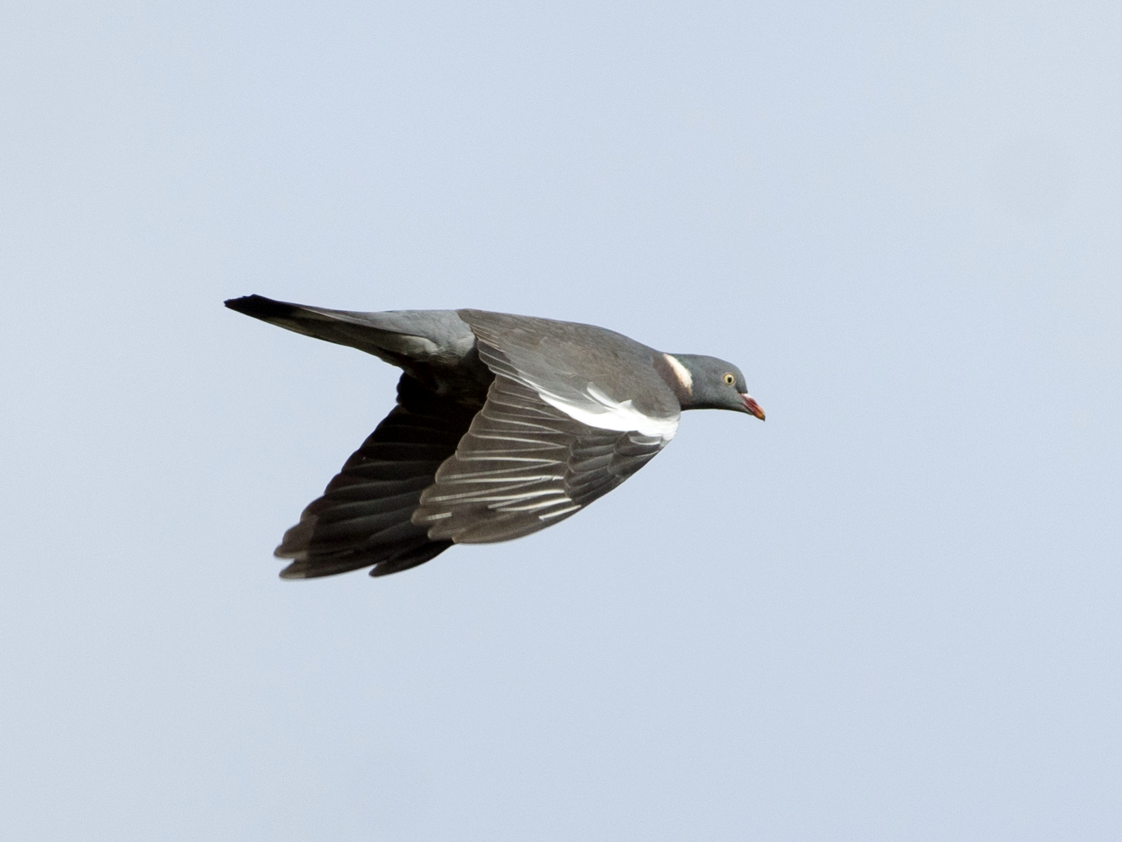 Azores woodpigeon flying against a pale sky