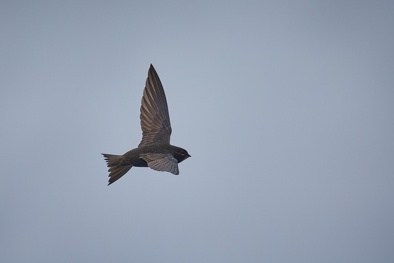 Common swift in flight