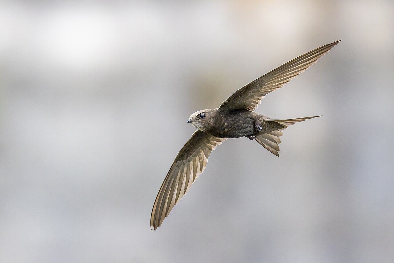 Common swift in flight against a natural background