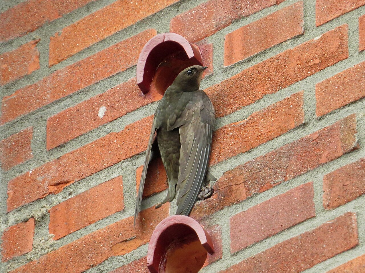 Adult common swift clinging to a wall beside nest-box entrance openings