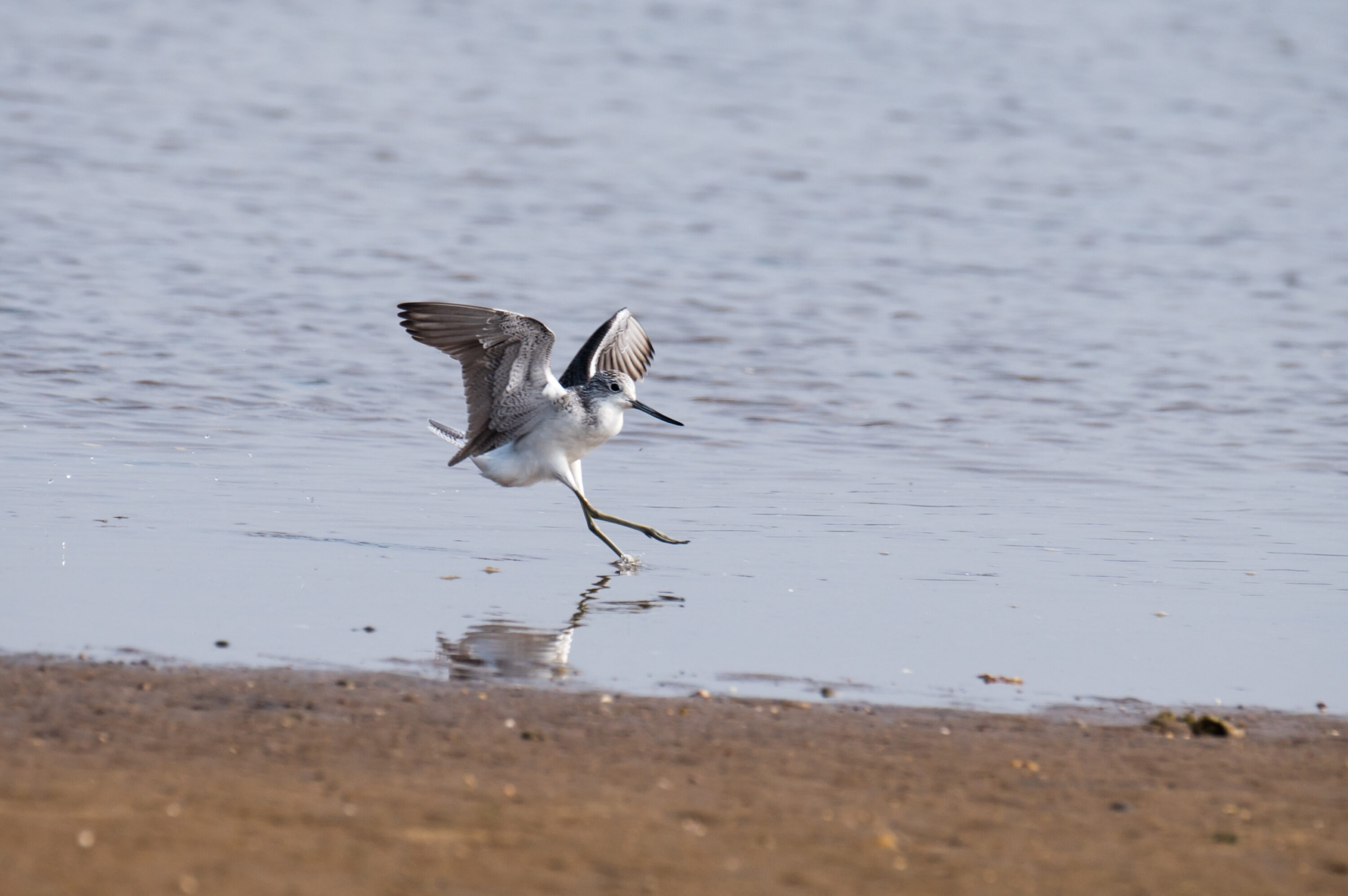 Common greenshank landing in India