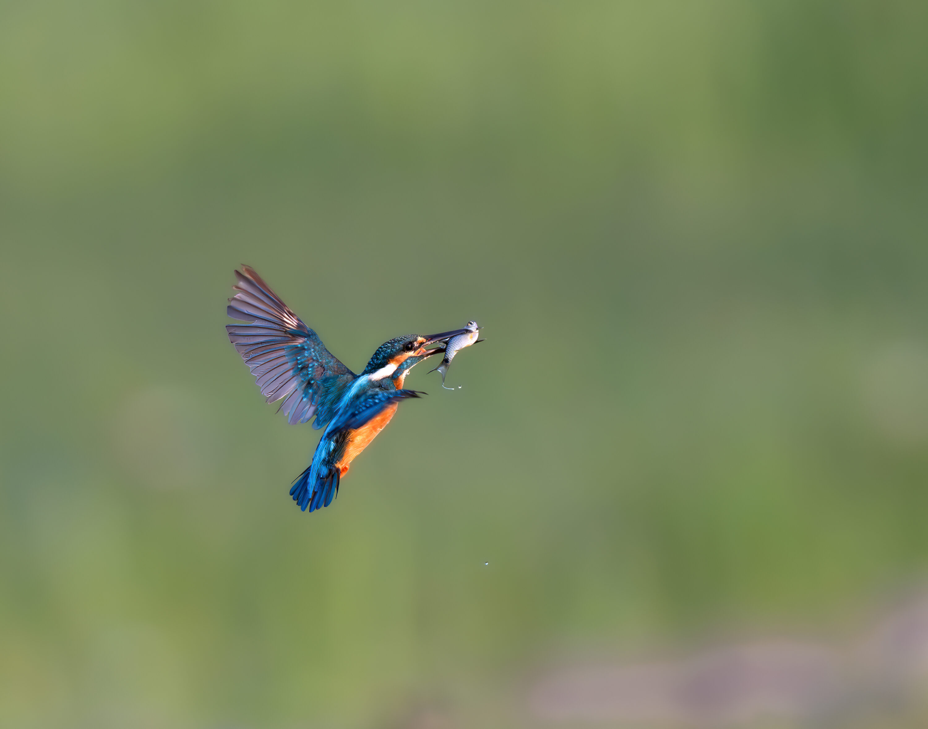 Common kingfisher flying with a fish