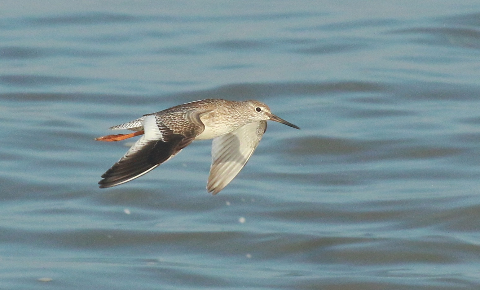 Common Redshank in flight over water in Kerala, India