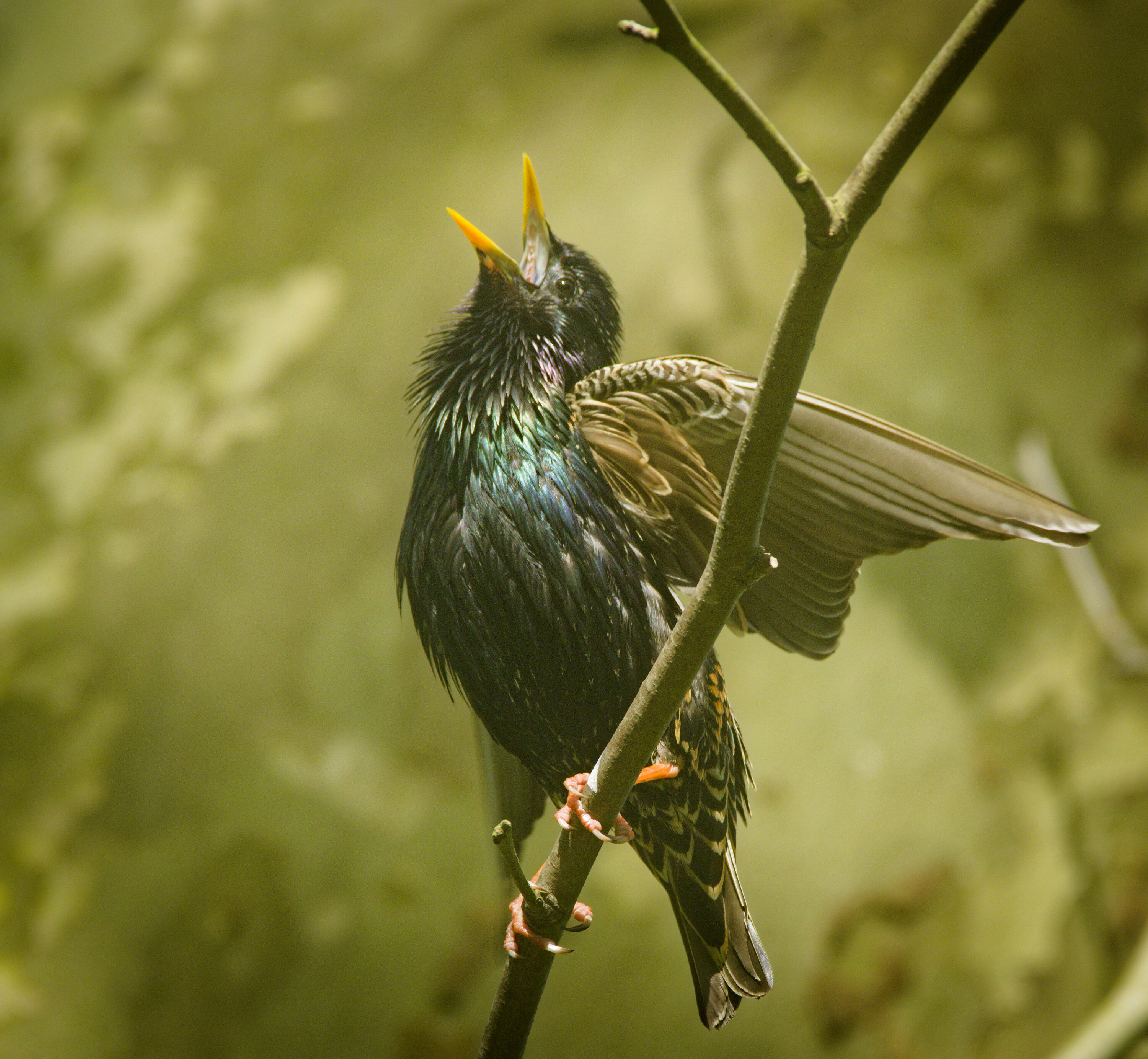Male common starling singing while perched on a branch