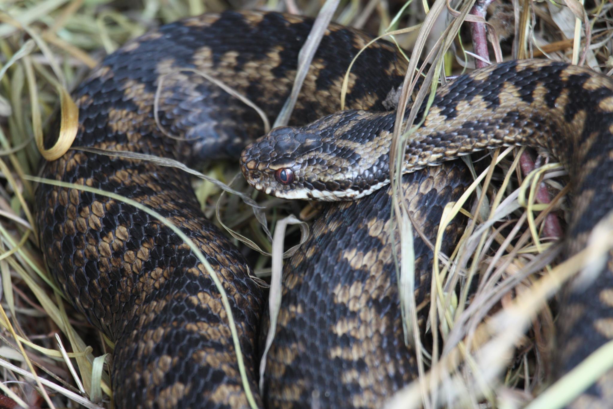 Female adder coiled in vegetation with head clearly visible