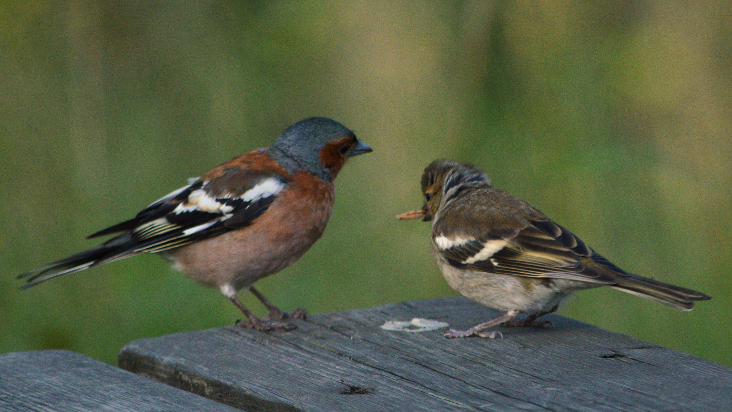 Two common chaffinches in Oslo
