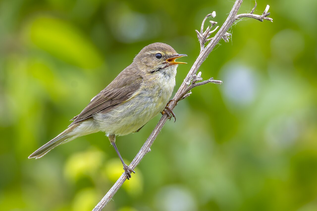 Common chiffchaff singing from a slender branch