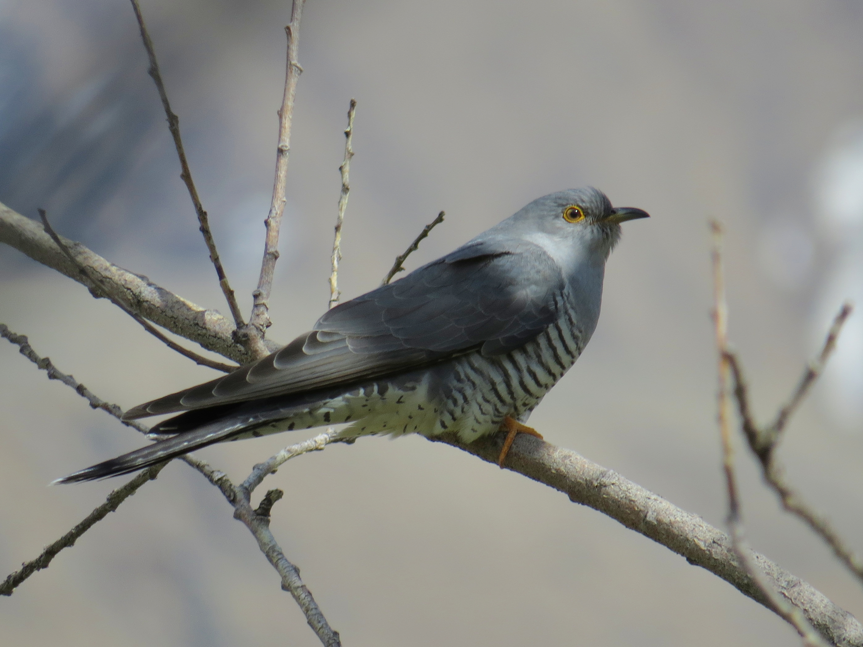 Common cuckoo perched in natural vegetation