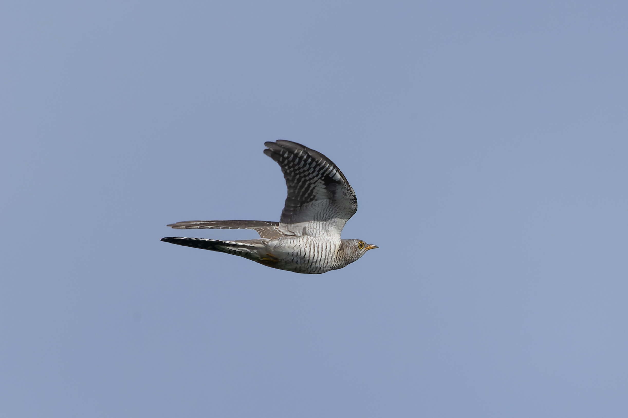 Common cuckoo in flight with wing and tail feathers visible against a clear sky