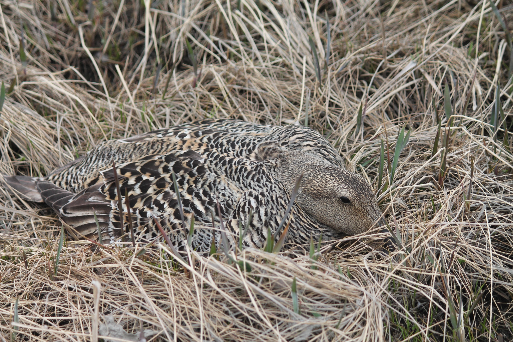 Female common eider incubating on a nest