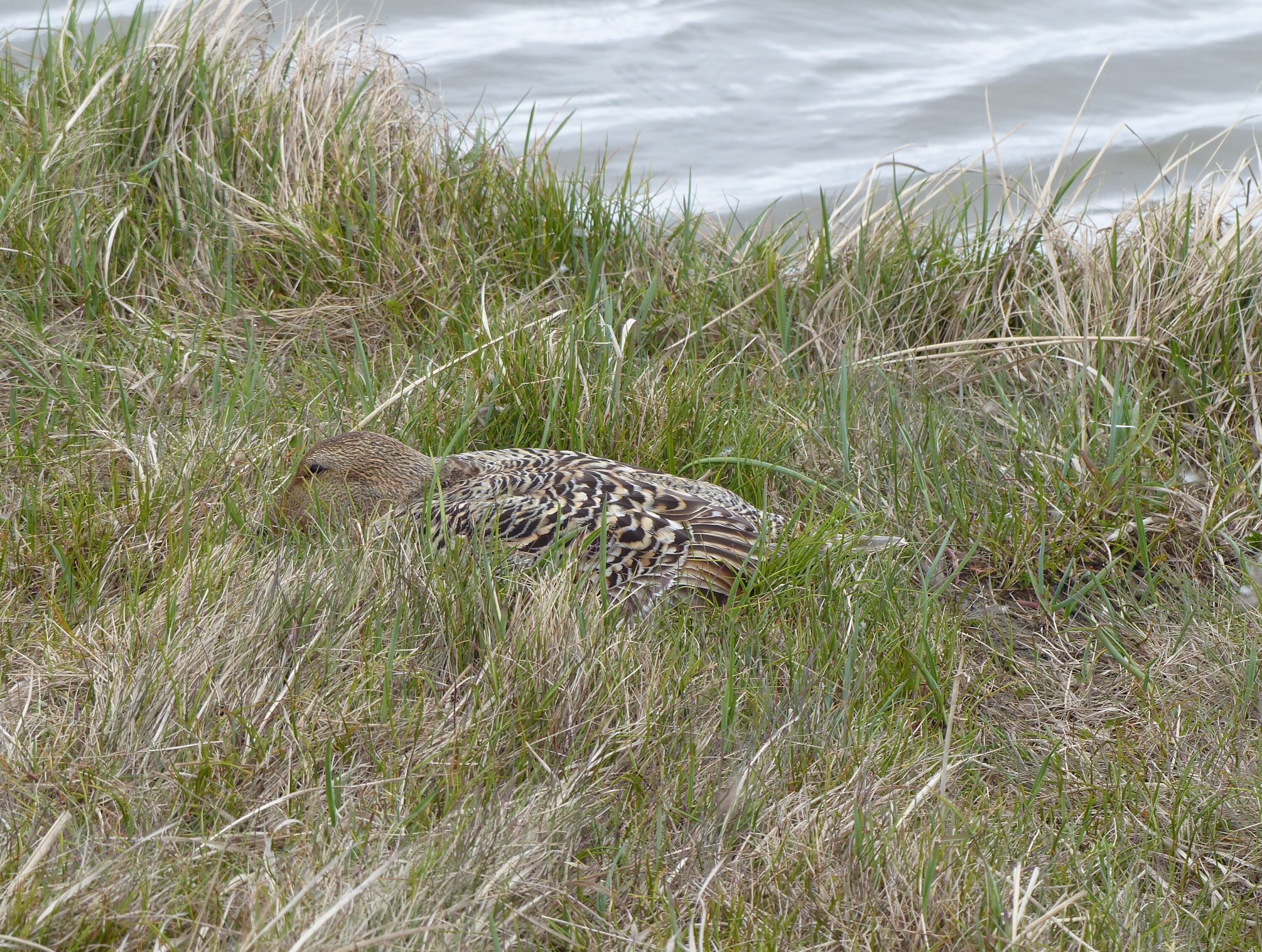 Female common eider incubating on a nest