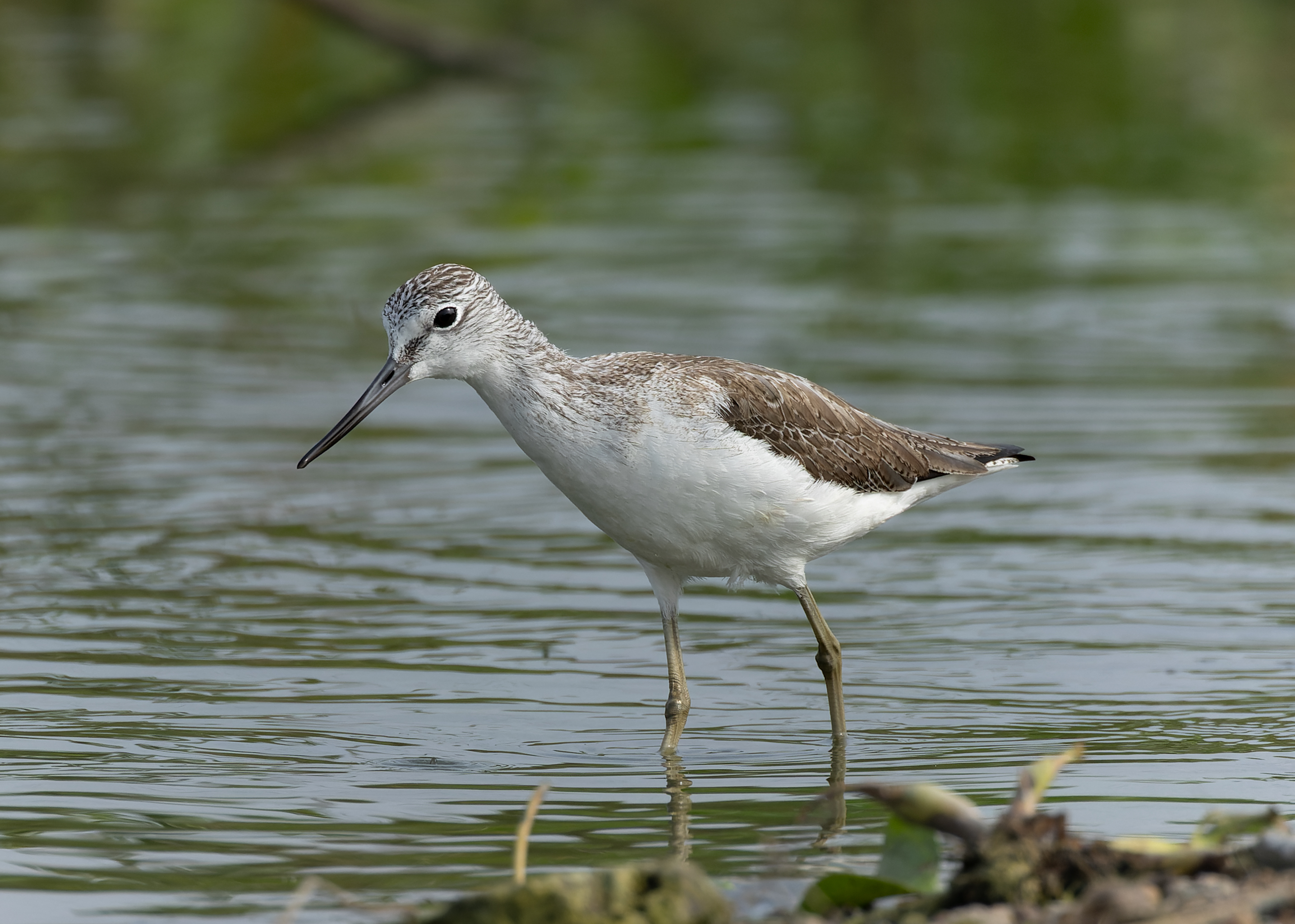 Common Greenshank in wetland habitat at Bhigwan, India