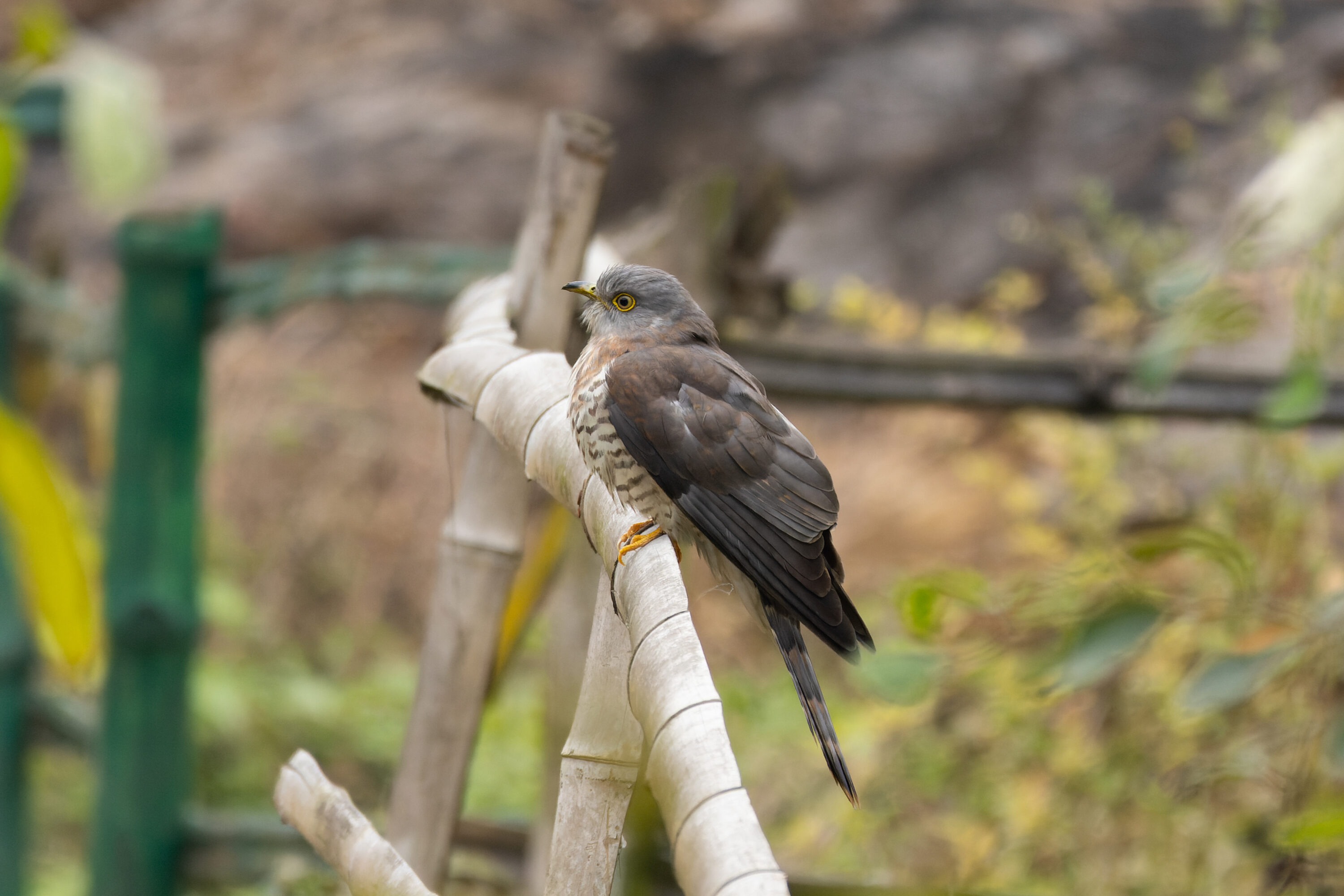 Common hawk-cuckoo perched on a branch