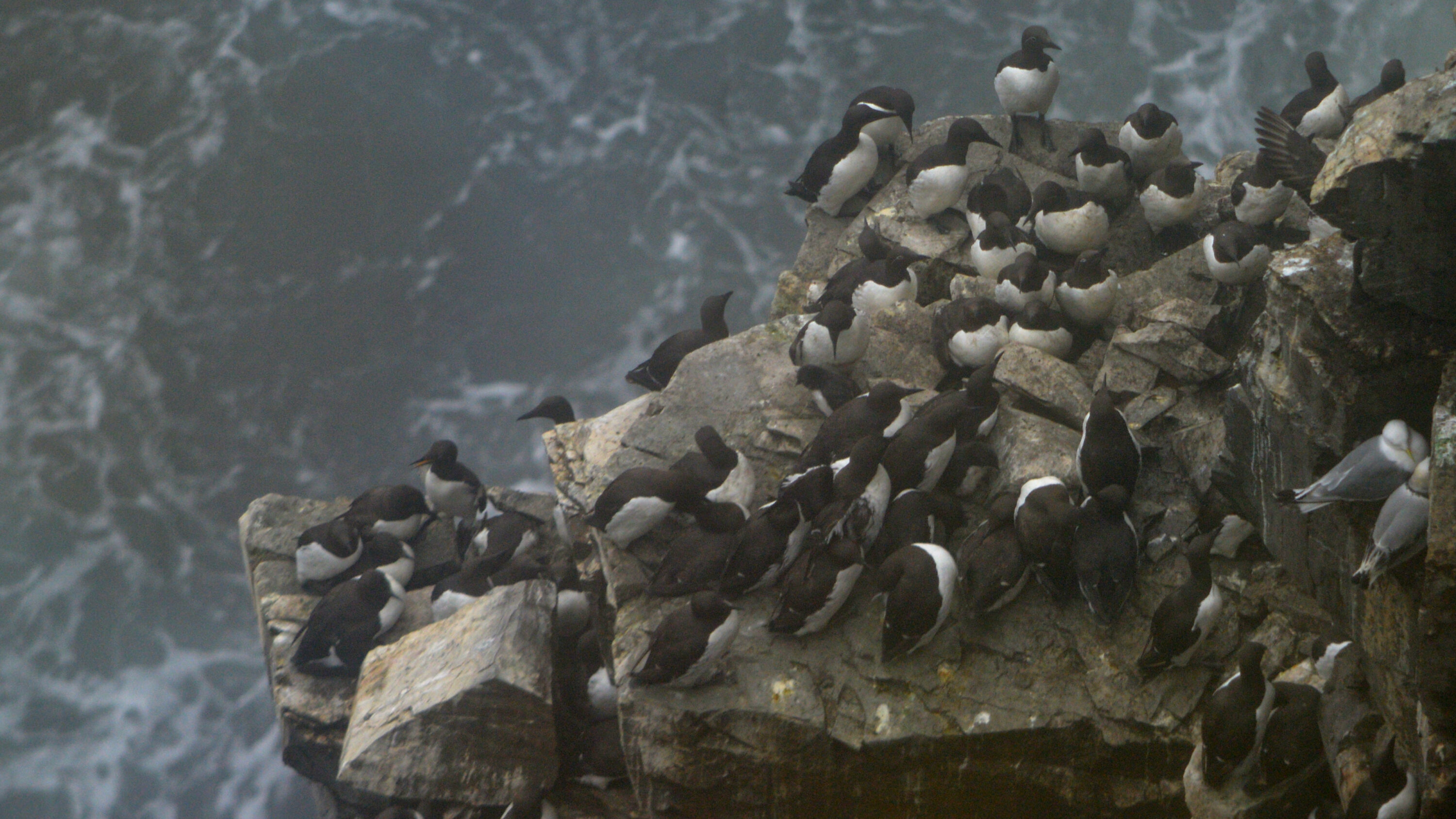 Common murres on a sea cliff at Cape St. Mary's Ecological Reserve, Newfoundland